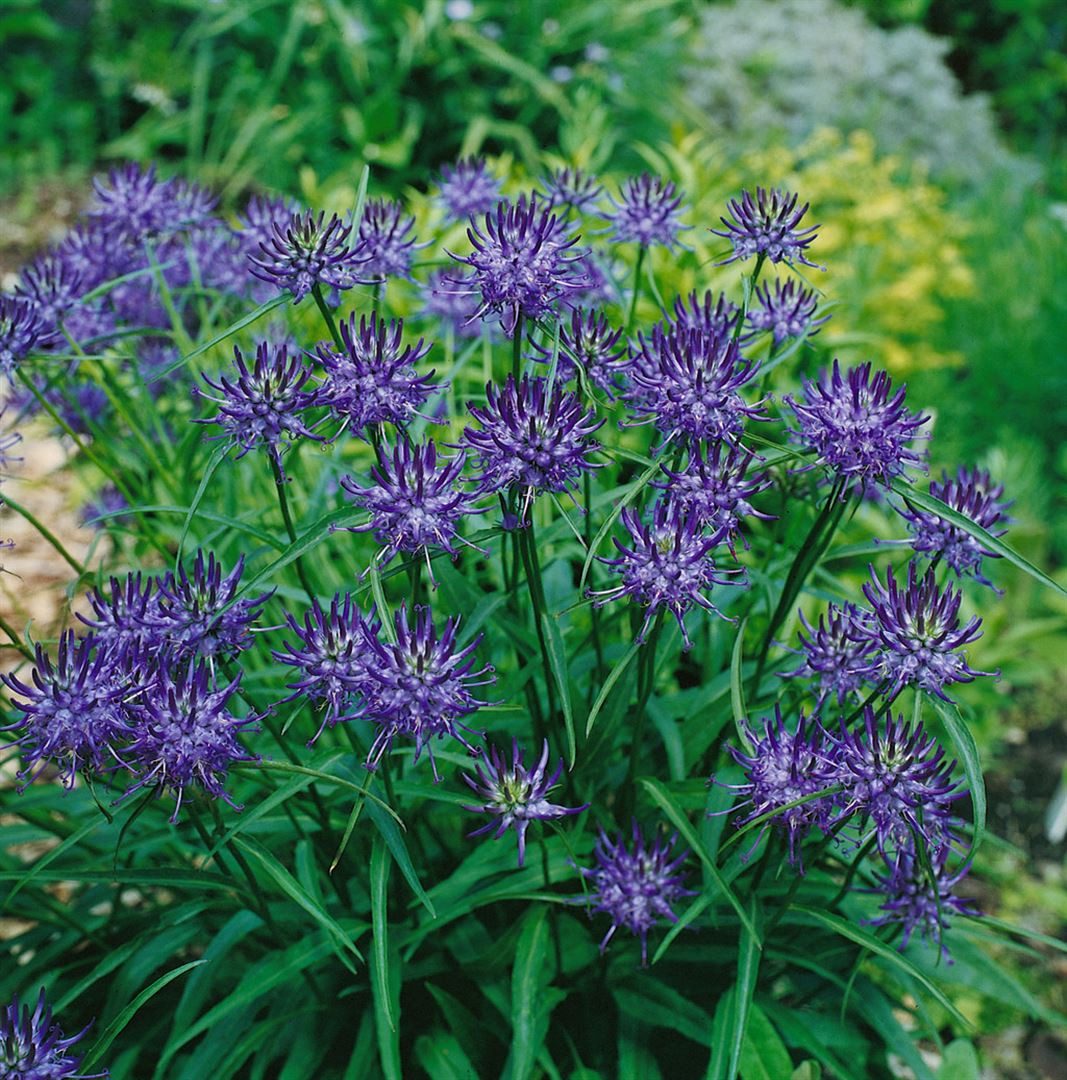 Pflanzen für Dich Staude Phyteuma scheuchzeri, 1 St., Scheuchzers Teufelskralle, Scheuchzers Rapunzel, Alpen-Teufelskralle