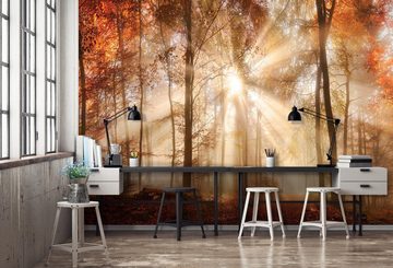 Wallarena Fototapete Wald Sonne Vlies Tapete Wohnzimmer Schlafzimmer Wandtapete, Glatt Vlies, Natur, Landschaft, Tapete inklusive Kleister Vliestapete Motivtapete