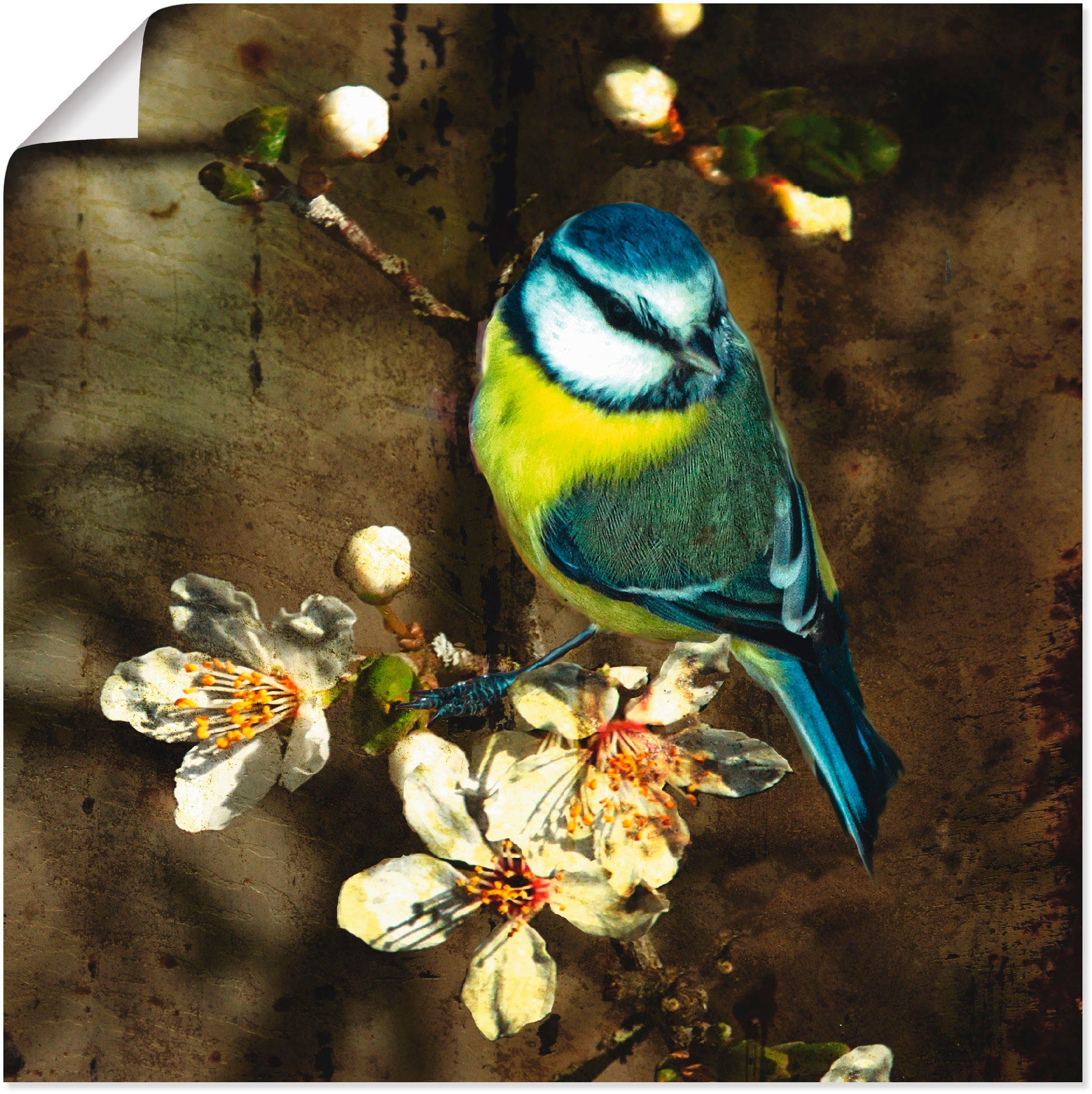 Vögel Artland in Leinwandbild, (1 als Größen Wandaufkleber auf Kirschzweig, oder Poster St), Alubild, Wandbild versch. Blaumeise