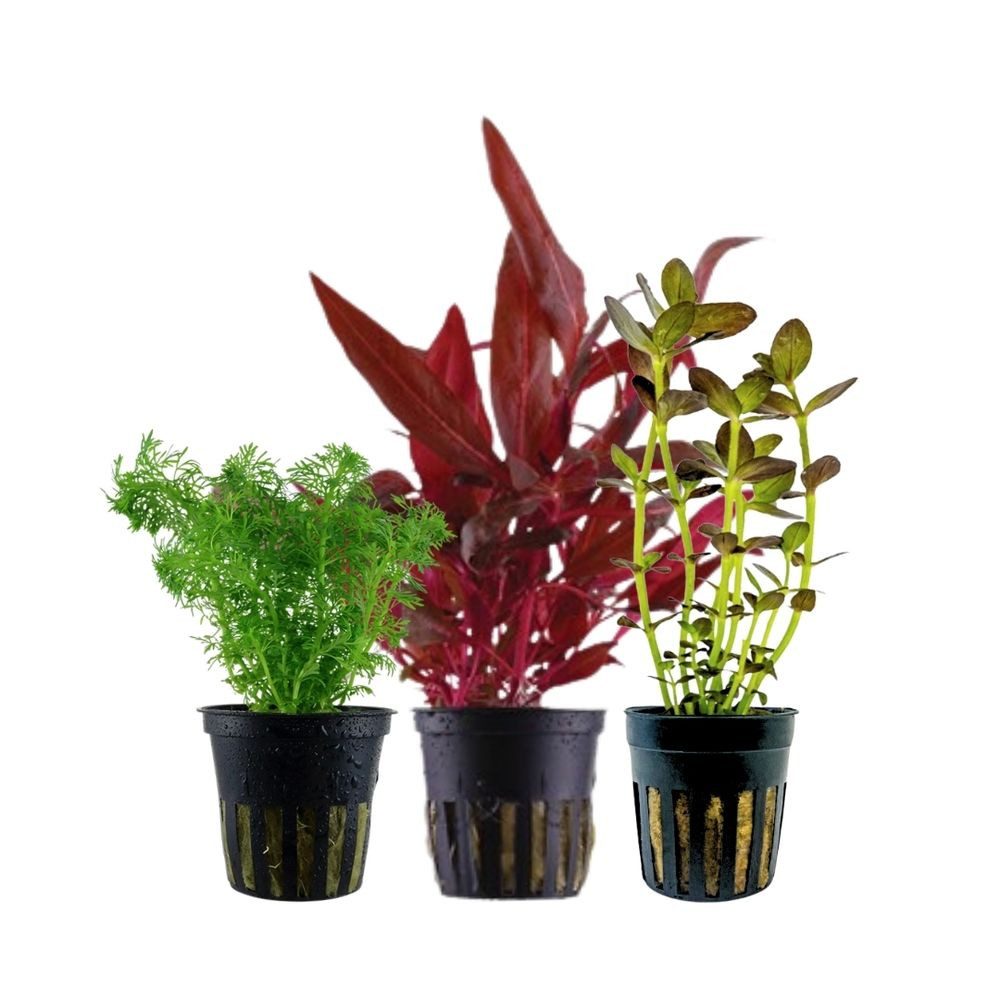Aquaone Wasserpflanze Pflanzen Set mit 3 Mittelgrund Wasserpflanzen Nr.228 günstig online kaufen