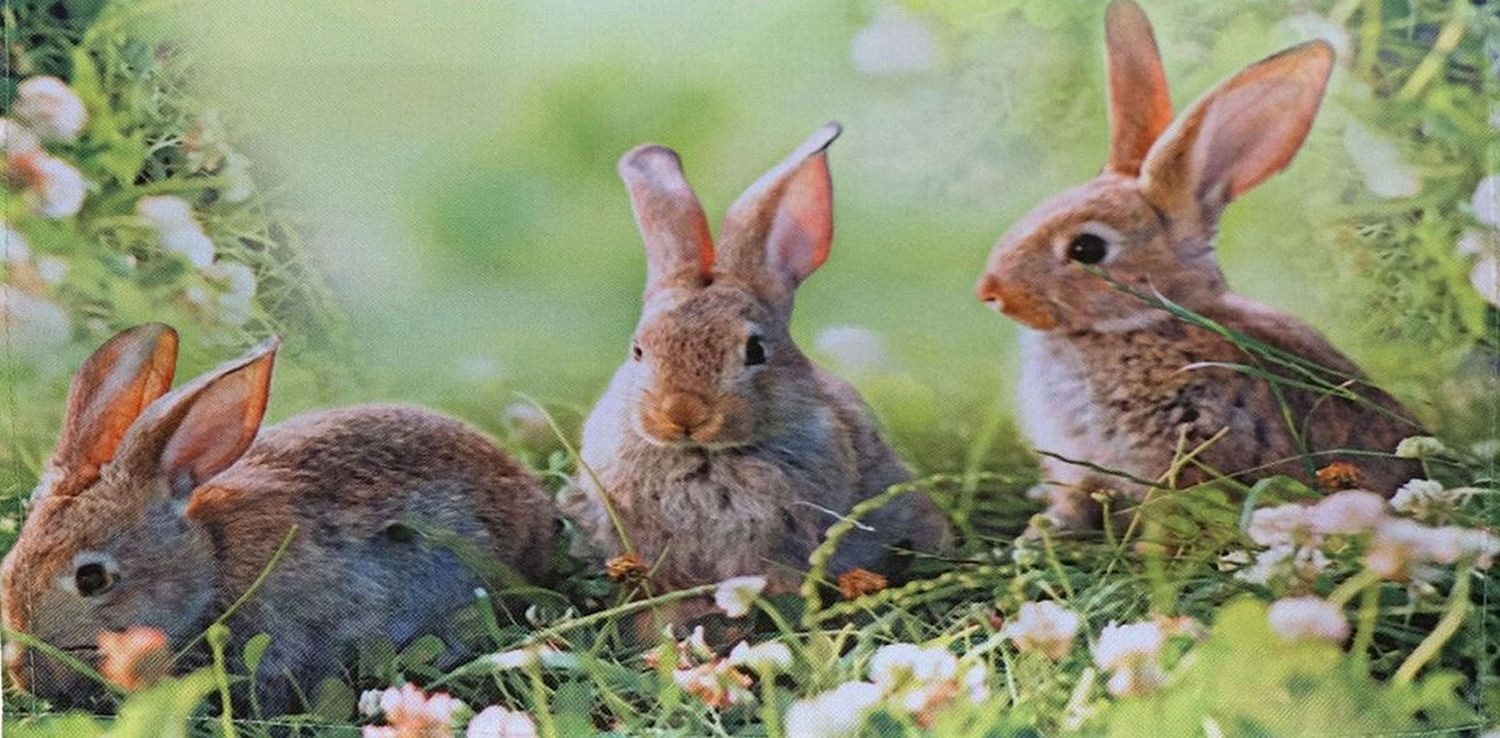 texpot Tischdecke Tischdecke Osterhasen im Gras Farbe grün Ostern Frühling günstig online kaufen