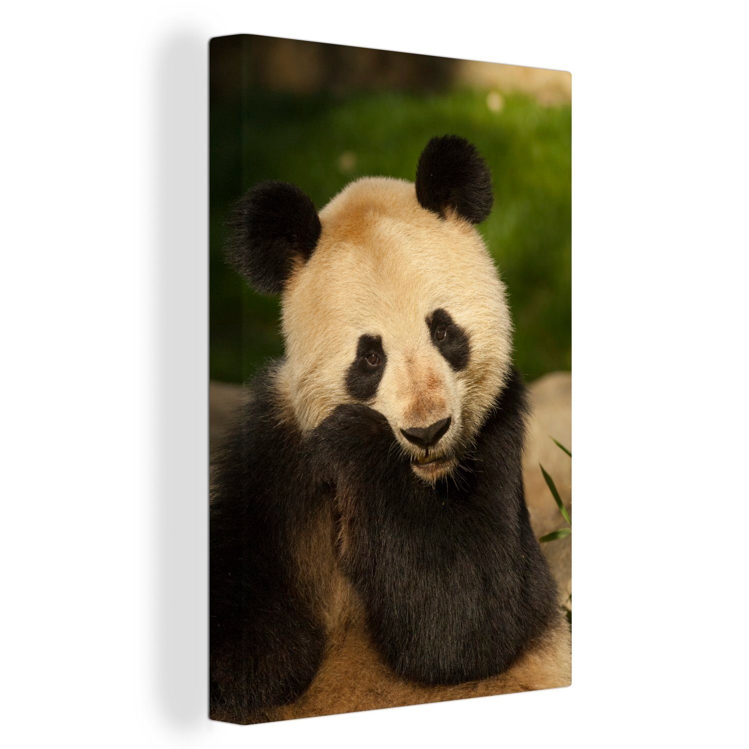 OneMillionCanvasses® Leinwandbild Panda - Tier - Weiß, (1 St), Leinwandbild fertig bespannt inkl. Zackenaufhänger, Gemälde, 20x30 cm