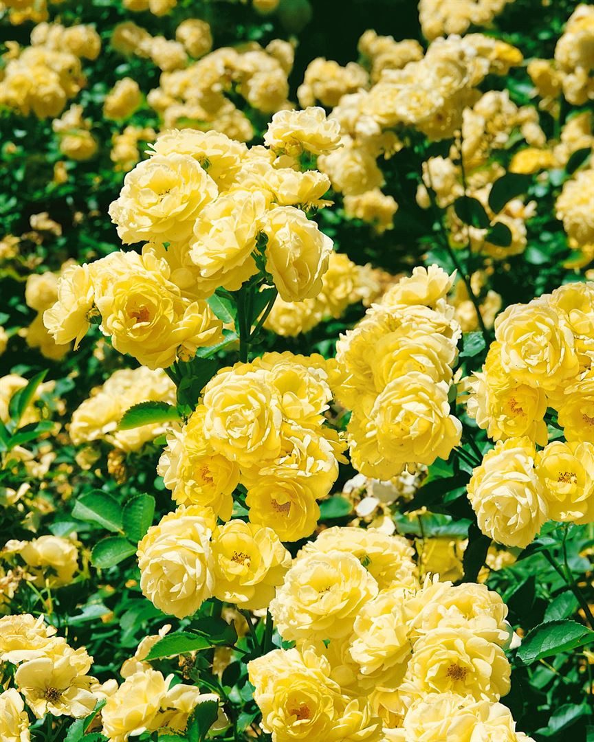 Pflanzen für Dich Rose Rosa Golden Border