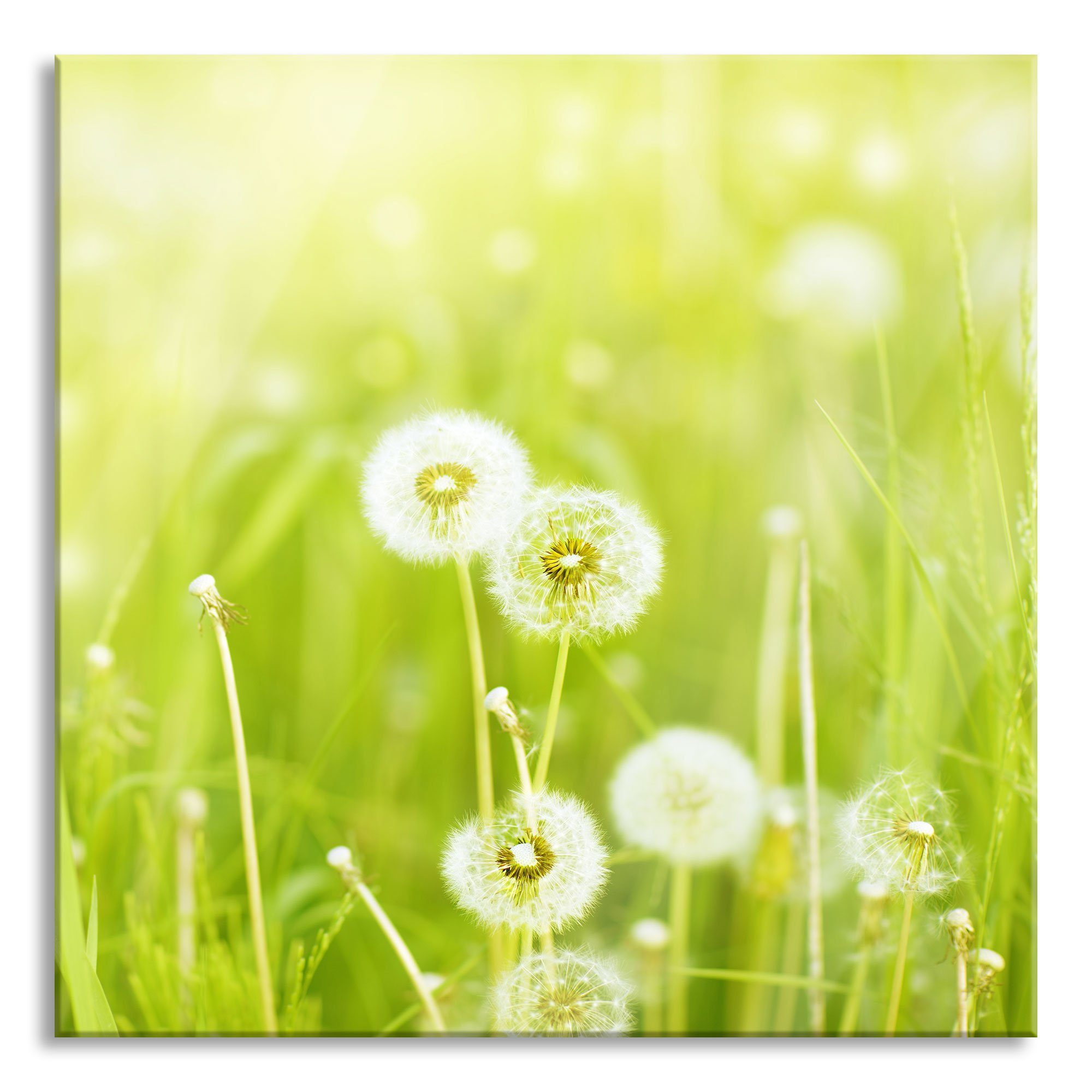 Pixxprint Glasbild Pusteblumen Echtglas, St), Frühlingswiese, Abstandshalter und auf auf (1 Aufhängungen Pusteblumen aus Glasbild inkl. Frühlingswiese