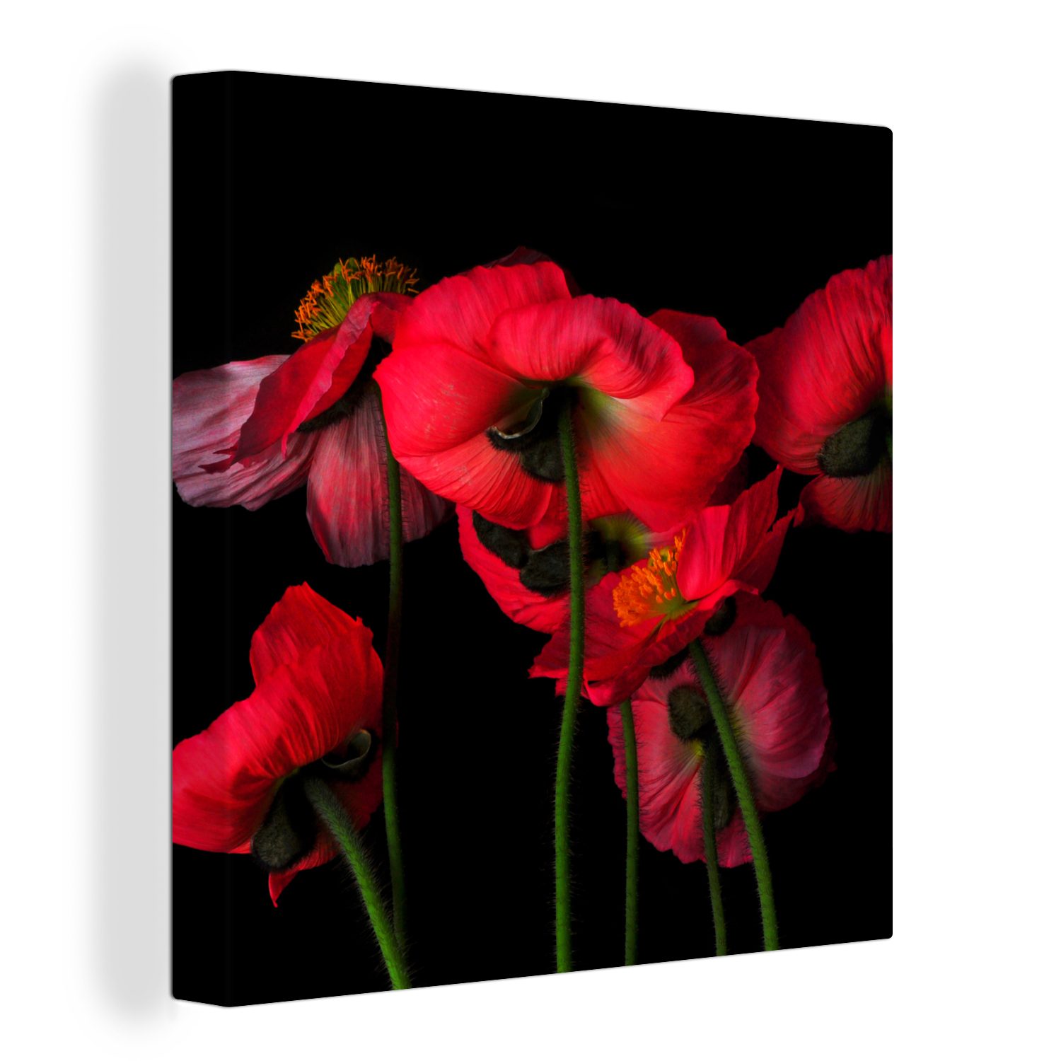 OneMillionCanvasses® Leinwandbild Die isländischen Mohnblumen auf schwarzem Hintergrund, (1 St), Leinwand Bilder für Wohnzimmer Schlafzimmer