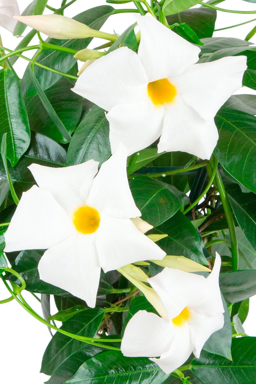 BCM Beet & Balkonpflanze »Diamantina Jade White«, Höhe: 45 cm online