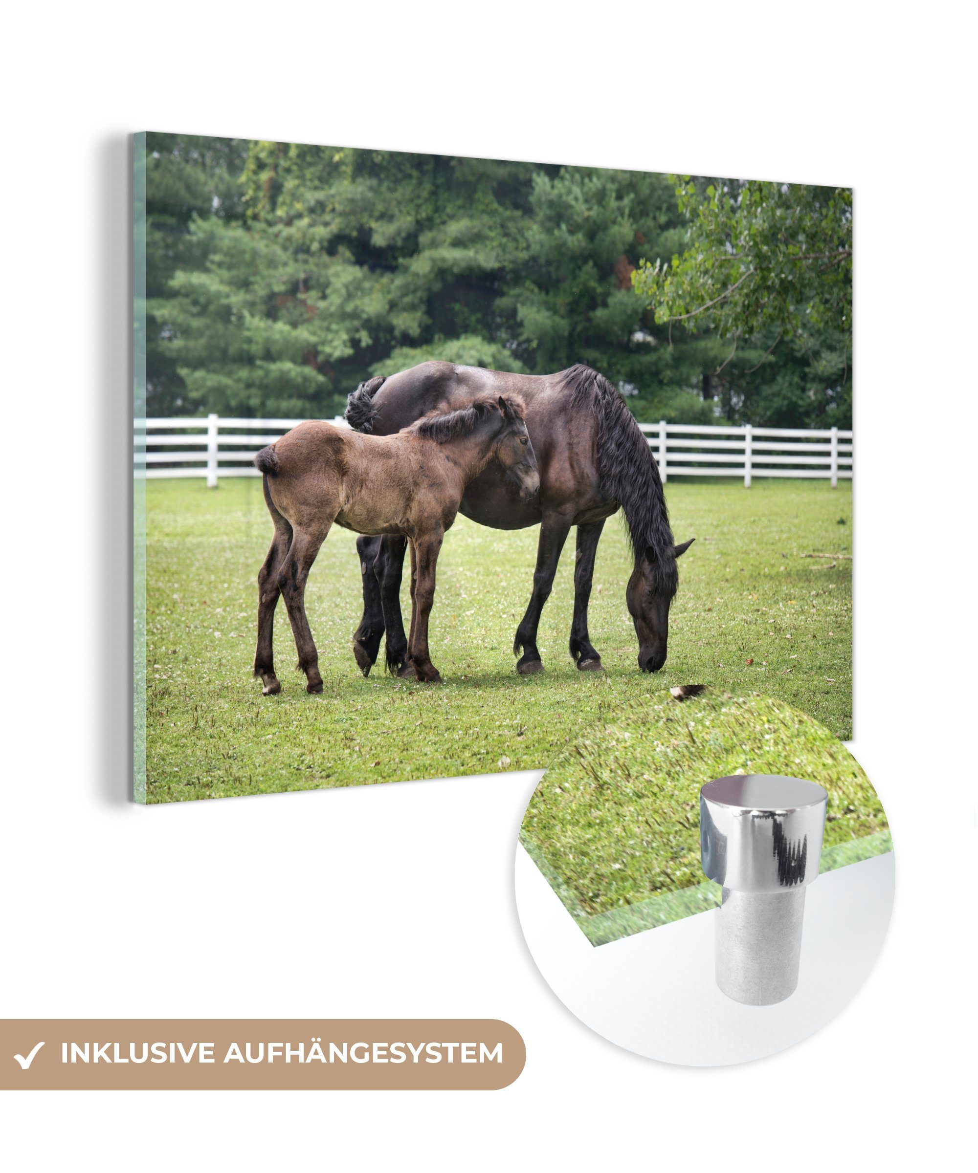 MuchoWow Acrylglasbild Pferde - Gras - Baum, (1 St), Acrylglasbilder Wohnzimmer & Schlafzimmer | Bilder