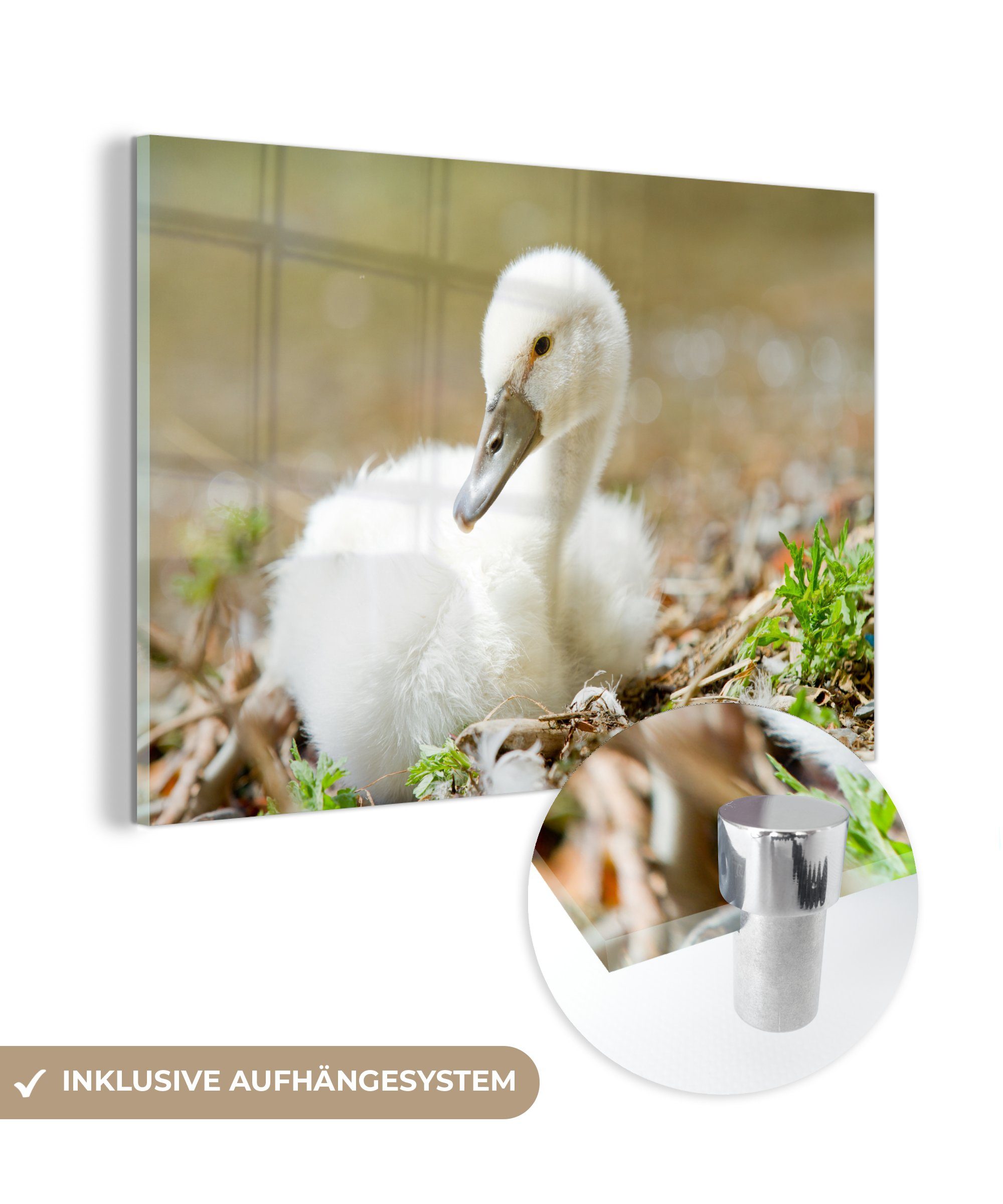 - Schwan MuchoWow Weiß, St), & Baby - Wohnzimmer Acrylglasbilder (1 Schlafzimmer Acrylglasbild