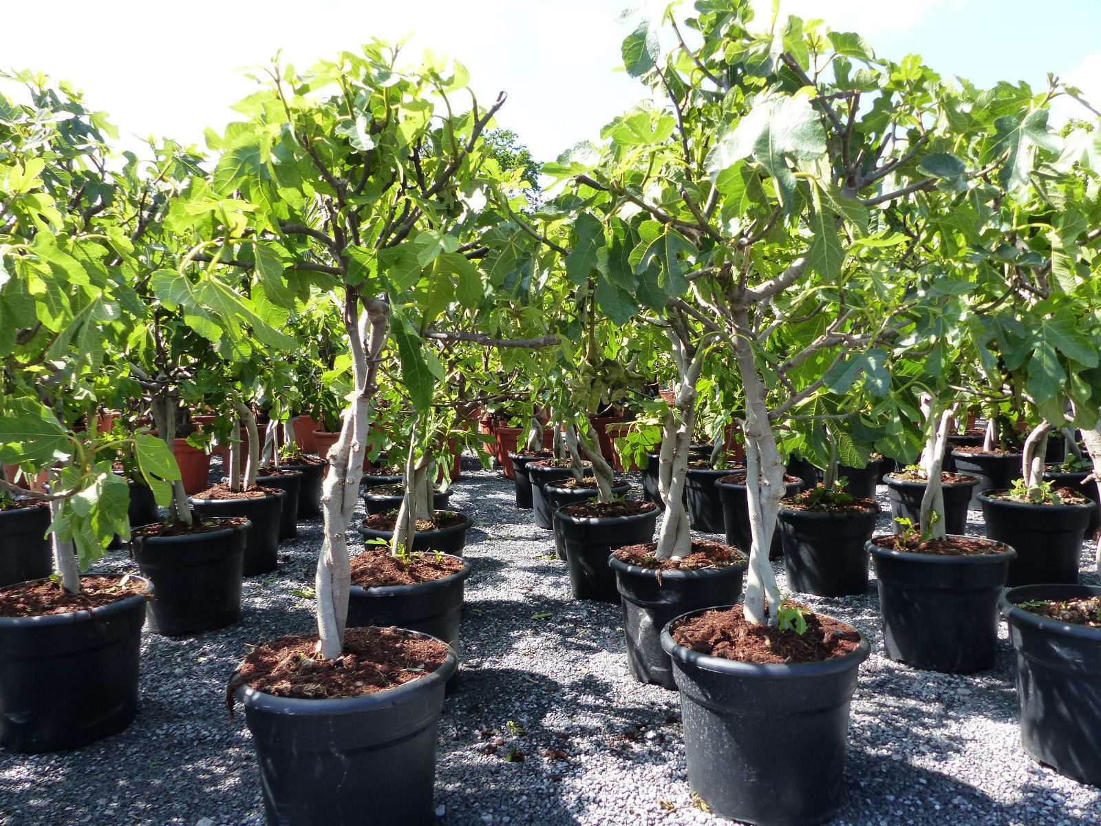 gruenwaren jakubik Feigenbaum Feigenbaum - hell dunkel - 1 Topf, Obstbaum, winterhart, Ficus Carica