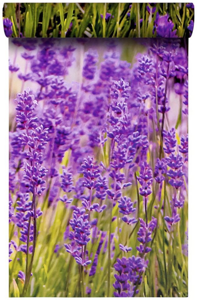 Bodenmeister Fototapete »Lavendel Provence lila«-kaufen