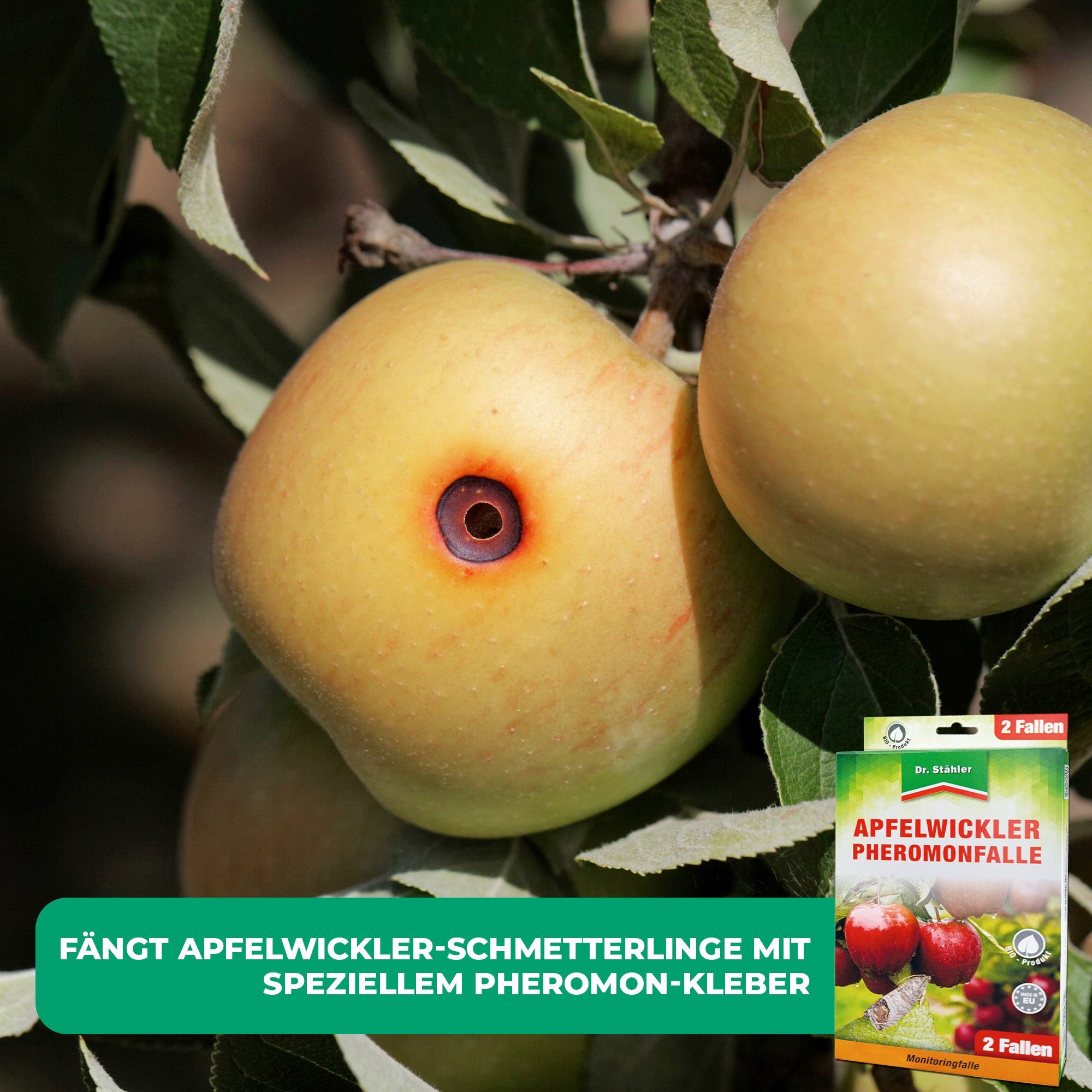 Dr. Stähler Klebefalle Apfelwickler Pheromonfalle: Effektiver Schutz für Obstbäume, Monitoringfalle - Für Apfelbäume & Obstgärten – Ohne Insektizide – Bild 3 von 5