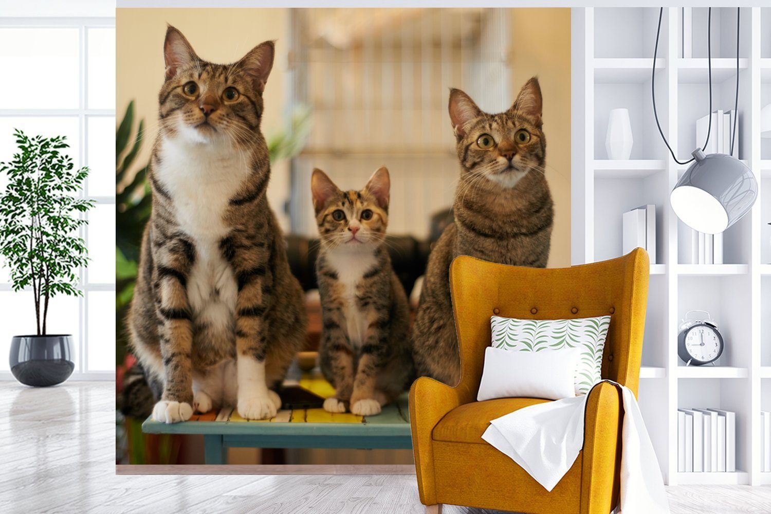 für (5 Matt, St), oder kleinem Tapete Fototapete Vinyl Drei Katzen bedruckt, auf MuchoWow Wohnzimmer Schlafzimmer, Wandtapete Tisch,