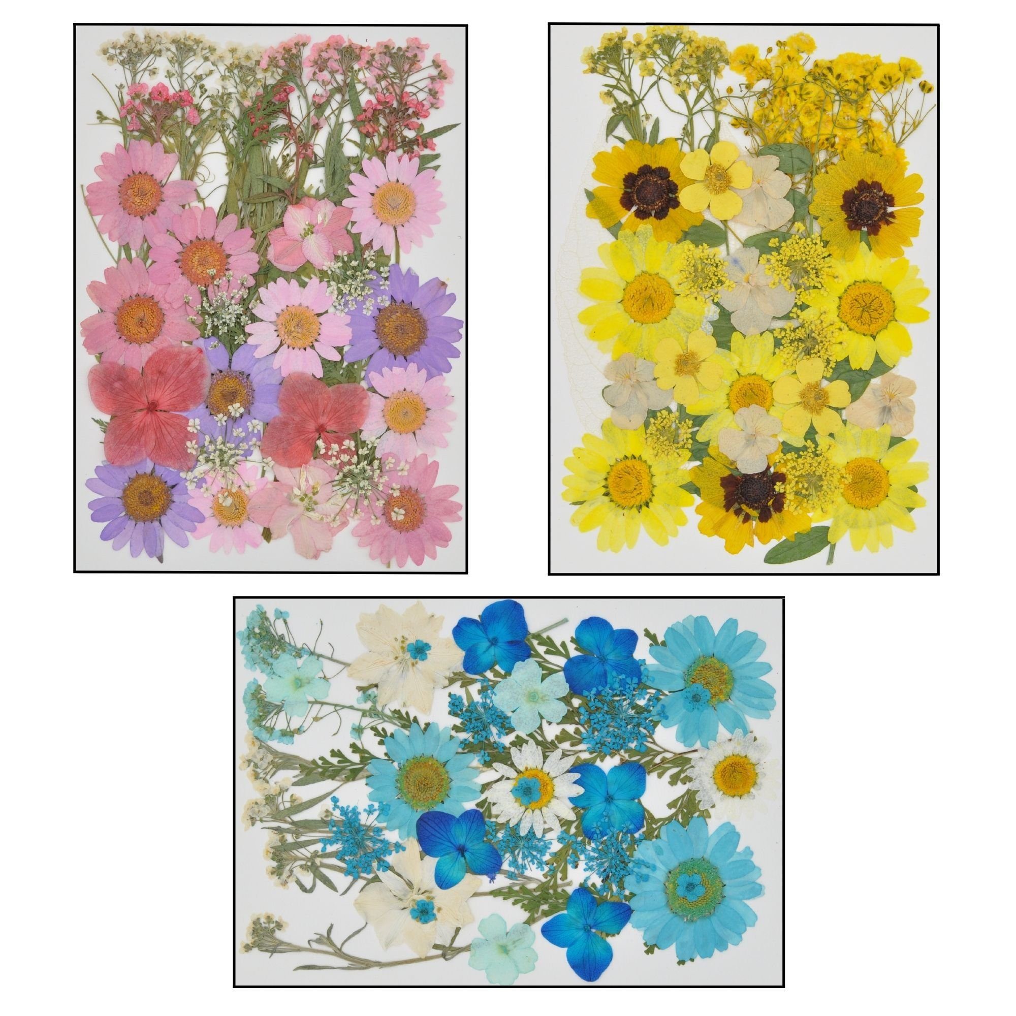 280 Stück Getrocknete Blumen - Natürliche Pressblumen Für Bastelprojekte