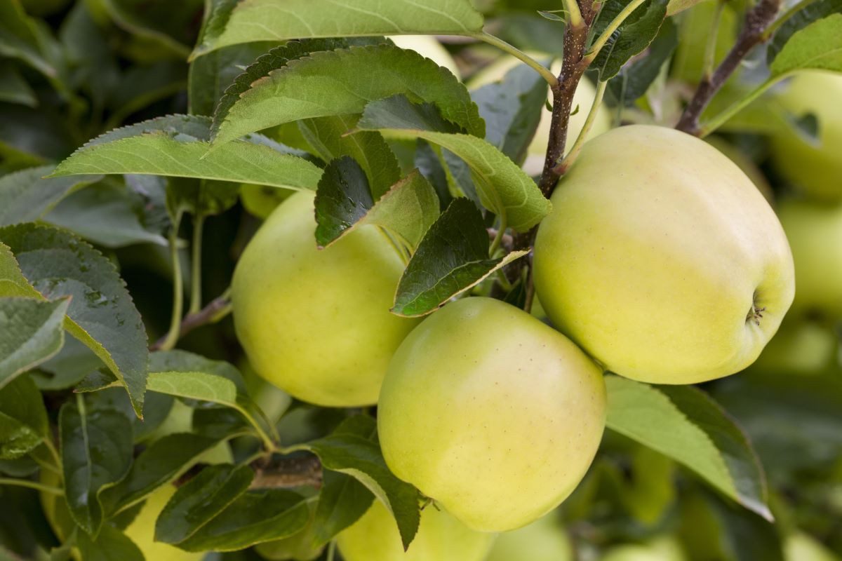 Garten von Ehren Apfelbaum Malus Weißer Klarapfel Containerware 120-160 cm hoch