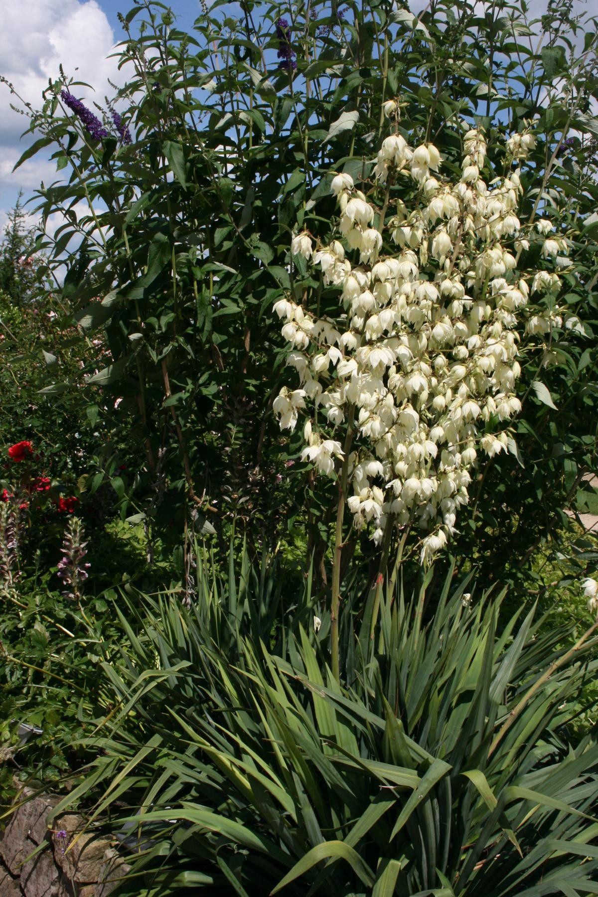 Garten von Ehren Staude Yucca filamentosa Containerware 40-60 cm hoch