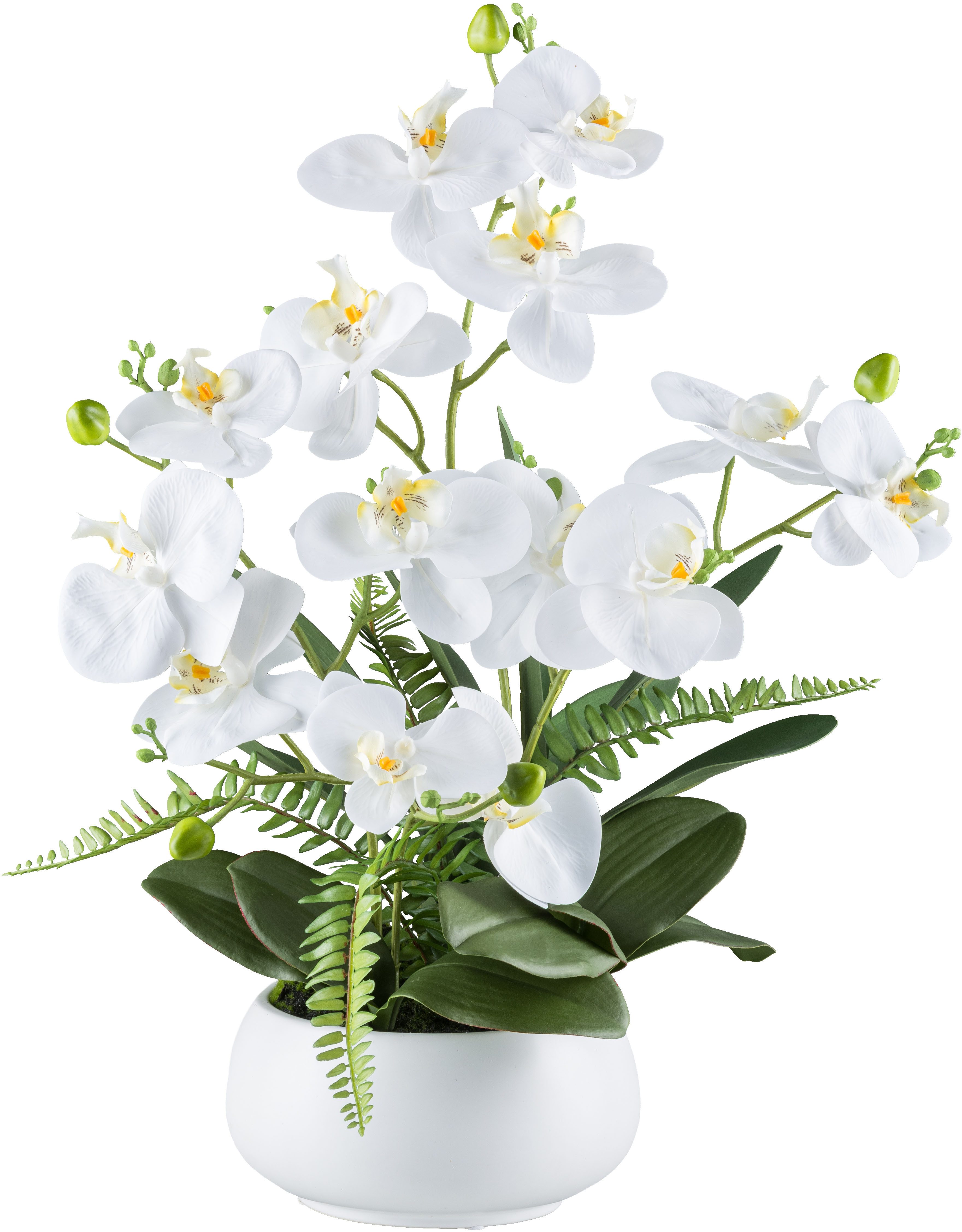 Kunstorchidee Orchidee Phalaenopsis, Creativ green, Höhe 55 cm, mit Farnzwe günstig online kaufen