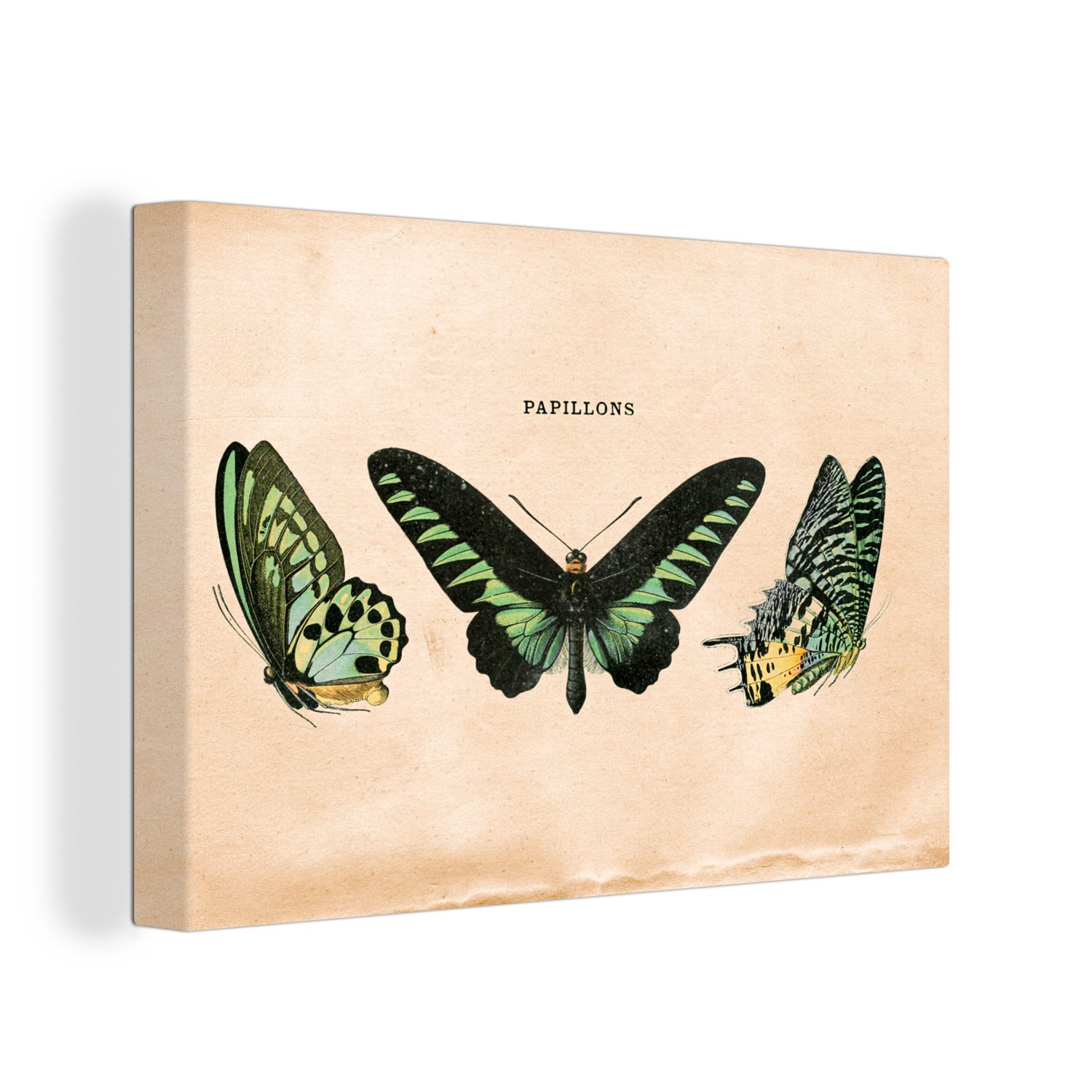 OneMillionCanvasses® Leinwandbild Schmetterling Wandbild (1 St), - Leinwandbilder, Tier Insekt, Aufhängefertig, 30x20 cm - Wanddeko