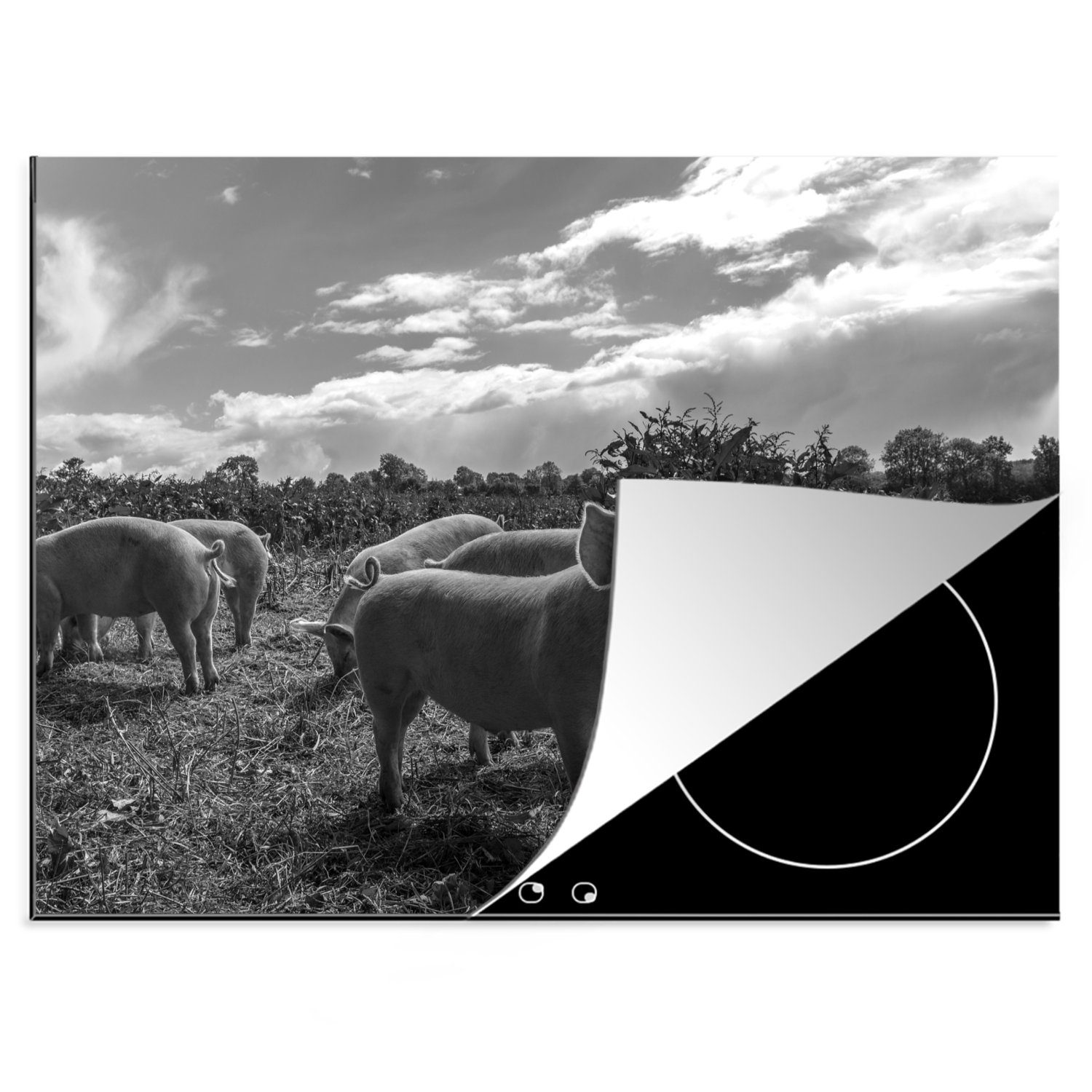 MuchoWow Herdblende-/Abdeckplatte Schweine auf einer Wiese - schwarz und weiß, Vinyl, (1 tlg), 70x52 cm, Mobile Arbeitsfläche nutzbar, Ceranfeldabdeckung