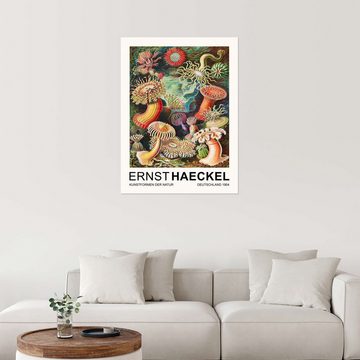 Posterlounge Wandfolie Ernst Haeckel, Kunstformen Der Natur - Actiniae Seeanemonen, Wohnzimmer Vintage Malerei