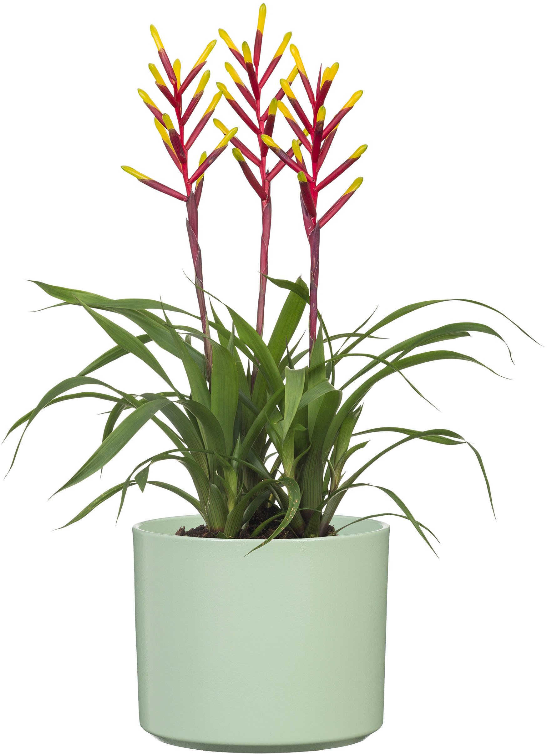 Scheurich Übertopf, 100% wasserdichter Keramik-Übertopf günstig online kaufen