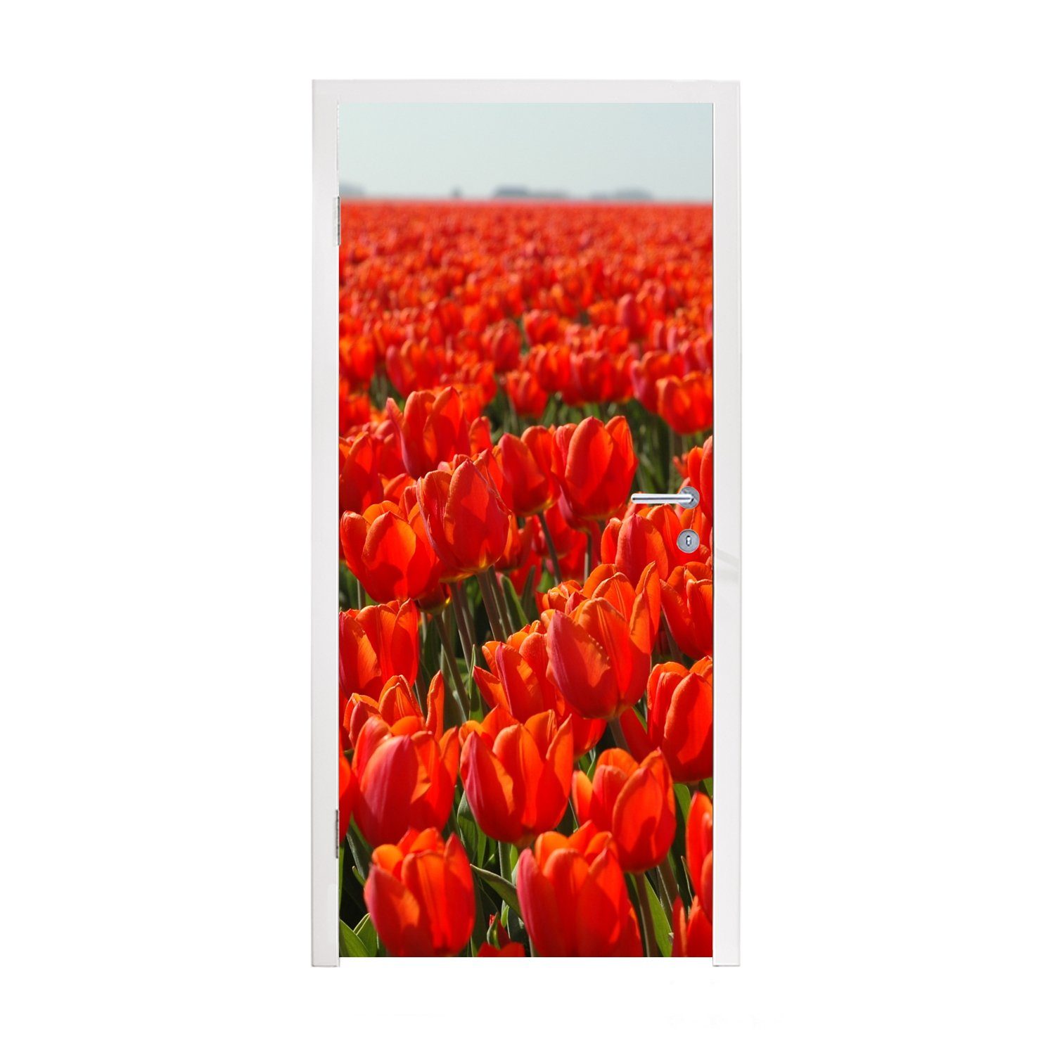 MuchoWow Türtapete Ein großes Feld mit nur roten Tulpen, Matt, bedruckt, (1 St), Fototapete für Tür, Türaufkleber, 75x205 cm