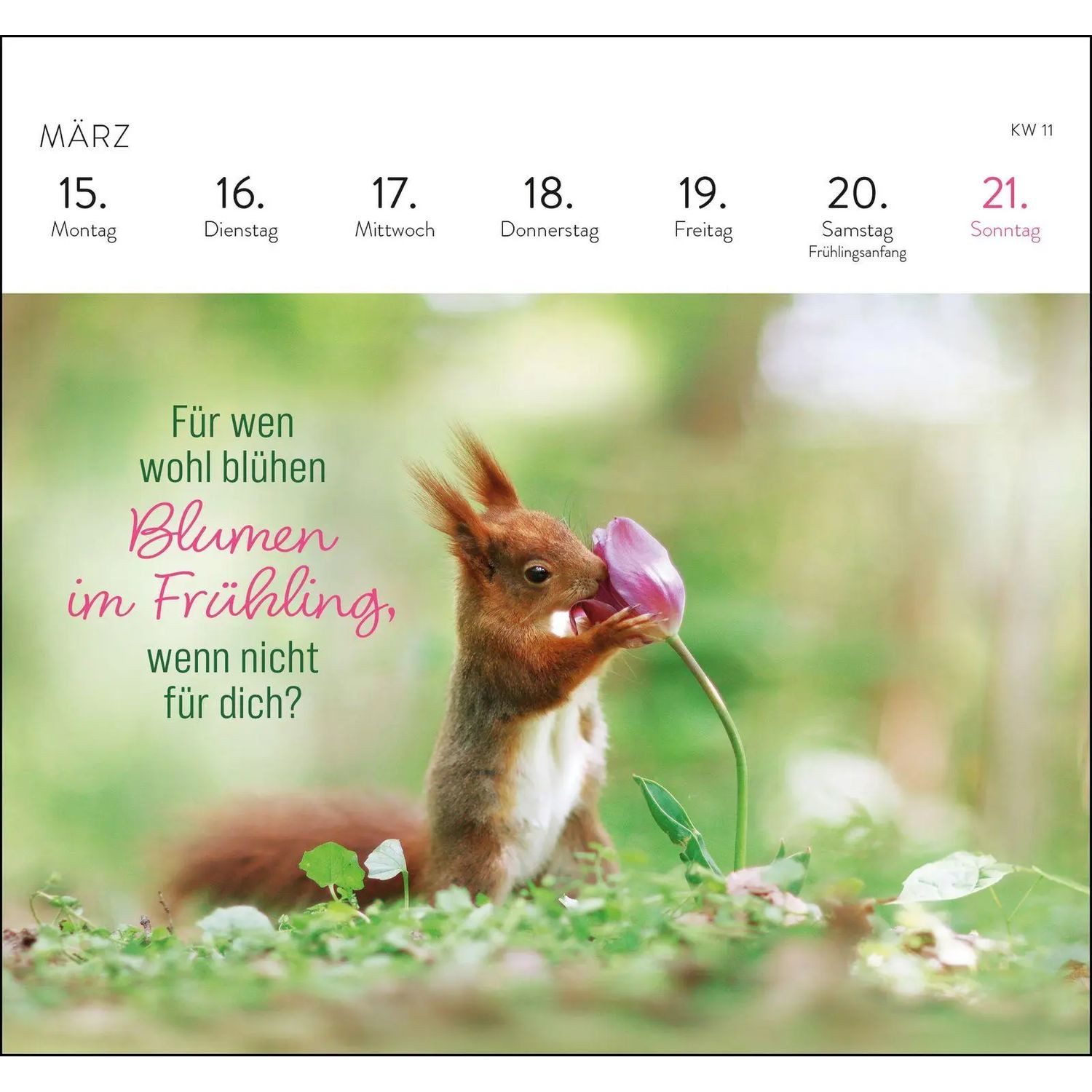 groh Verlag Tischkalender Postkartenkalender 2027: Kleine Glücksbringer für dein Jahr