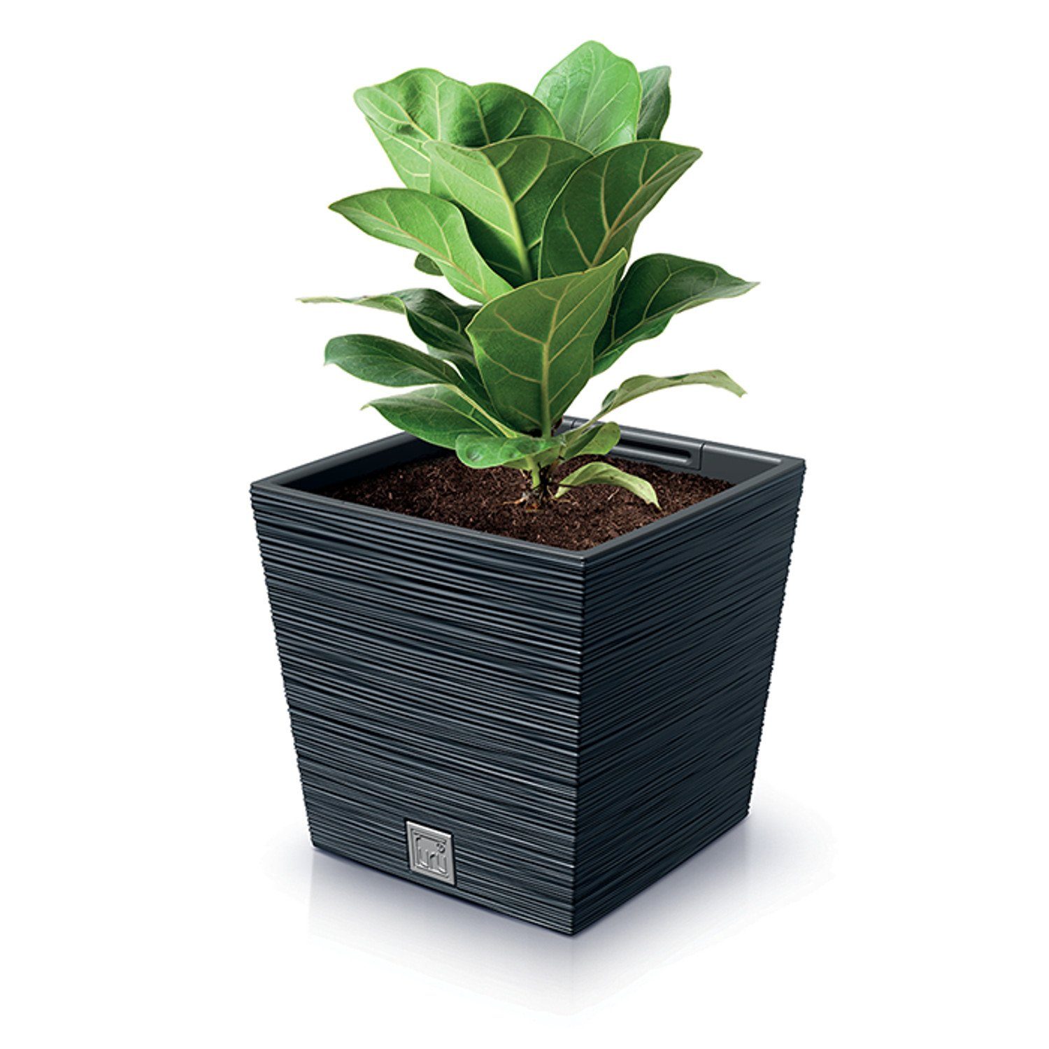 Prosperplast Blumentopf, Pflanzgefäß Furu Square Low günstig online kaufen