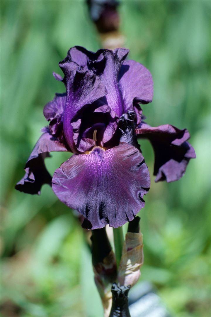 Pflanzen für Dich Staude Iris barb. Superstition, 1 St., Bart-Iris, Schwertlilie