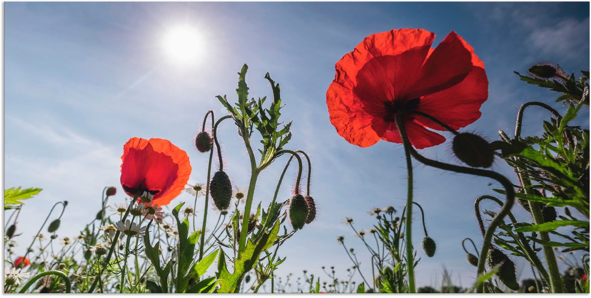 Leinwandbild, Artland Mohnblumen in als Blumenwiese Wandaufkleber versch. oder Größen Wandbild im Poster Alubild, St), (1 Frühling,