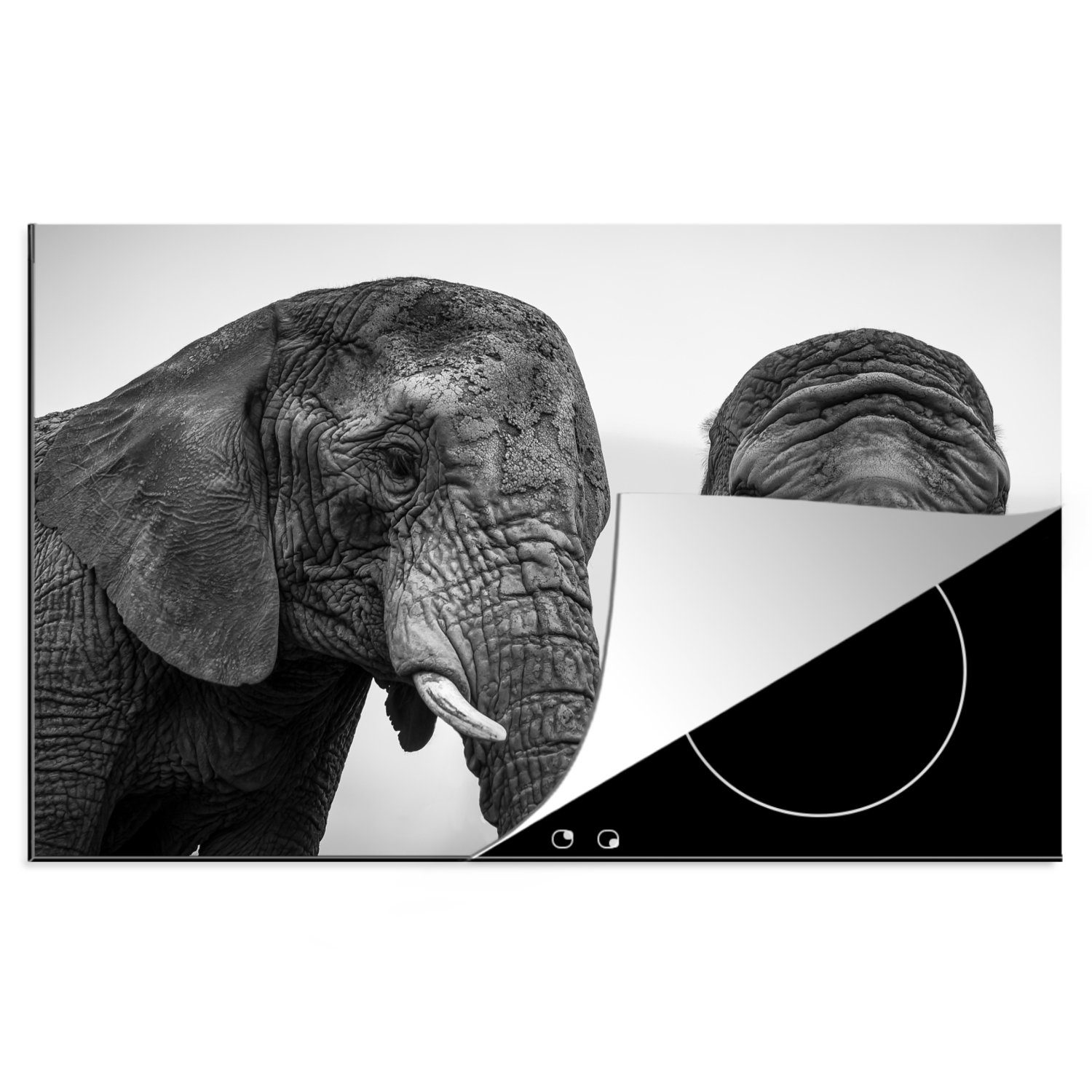 MuchoWow Herdblende-/Abdeckplatte Neugierige Elefanten in Schwarz und Weiß, Vinyl, (1 tlg), 81x52 cm, Induktionskochfeld Schutz für die küche, Ceranfeldabdeckung