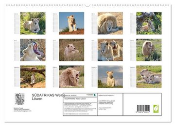 CALVENDO Wandkalender SÜDAFRIKAS Weiße Löwen (Premium, hochwertiger DIN A2 Wandkalender 2023, Kunstdruck in Hochglanz)