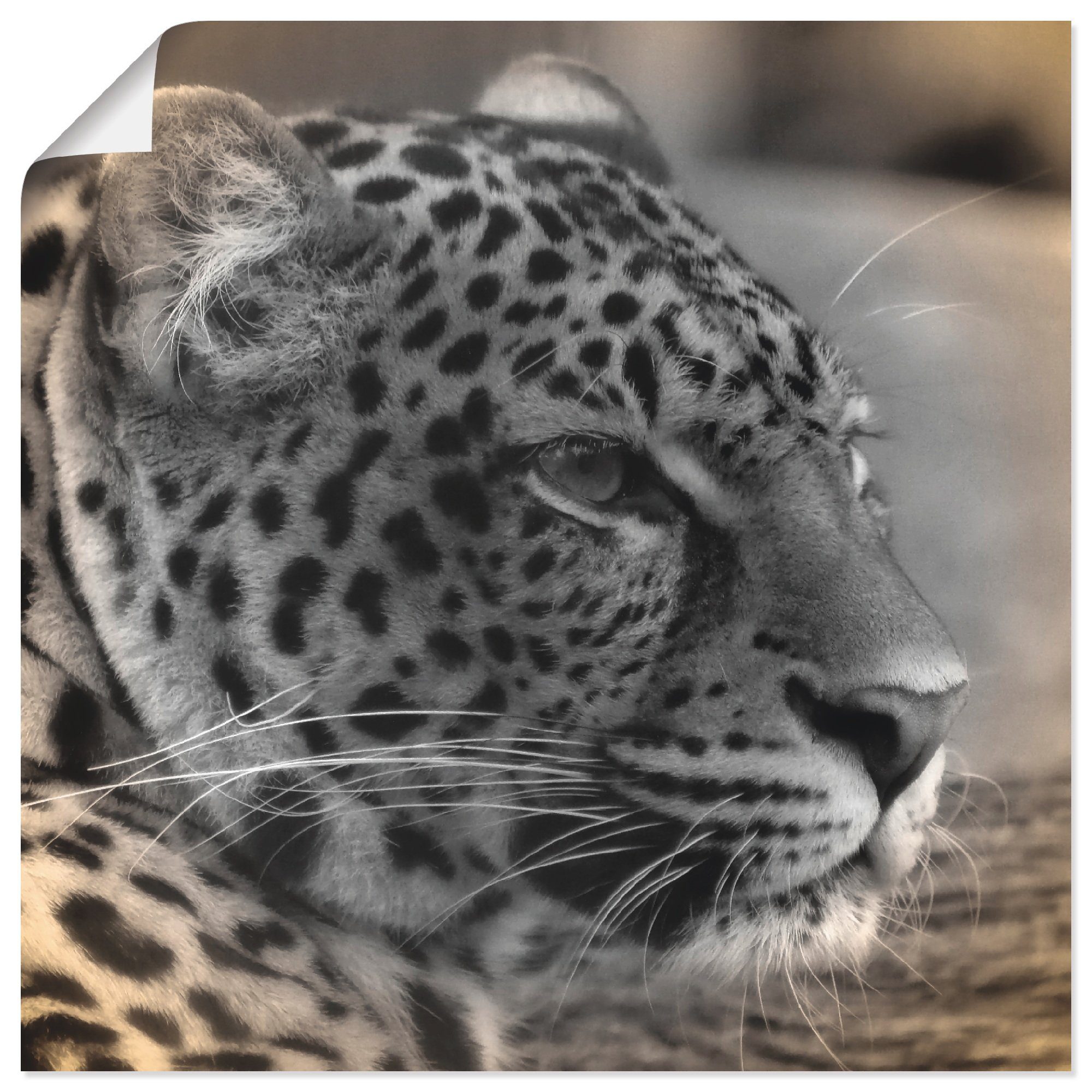 Artland Wandbild »Leopard Profil«, Wildtiere (1 Stück), in vielen Größen & Produktarten - Alubild / Outdoorbild für den Außenbereich, Leinwandbild, Poster, Wandaufkleber / Wandtattoo auch für Badezimmer geeignet-Otto