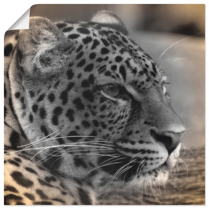 Artland Wandbild Leopard Profil Wildtiere (1 St) als Alubild Leinwandbild Wandaufkleber oder Poster in versch. Größen