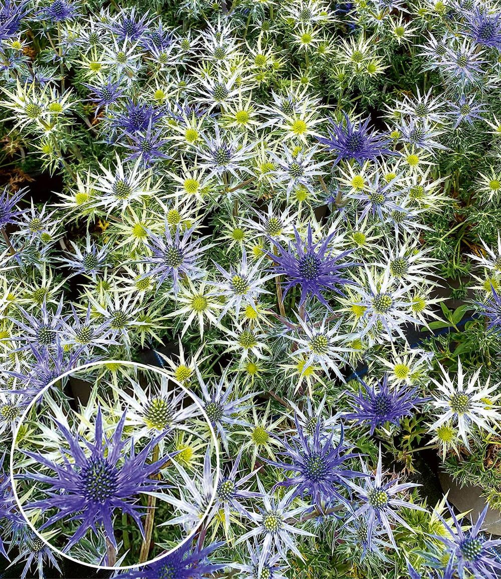 BALDUR Garten Staude Eryngium 'Bourgatii', 2 St., Trockenblume, bienenfreundlich, pflegeleicht