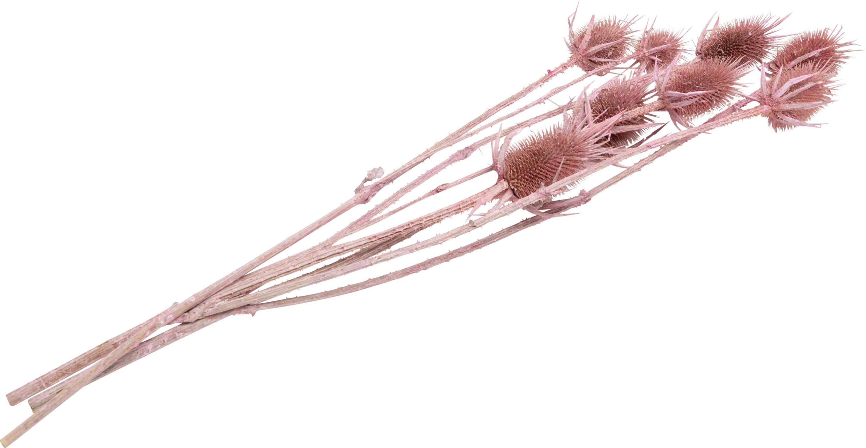 Kunstpflanze Kardendistel, 55 cm Rosa