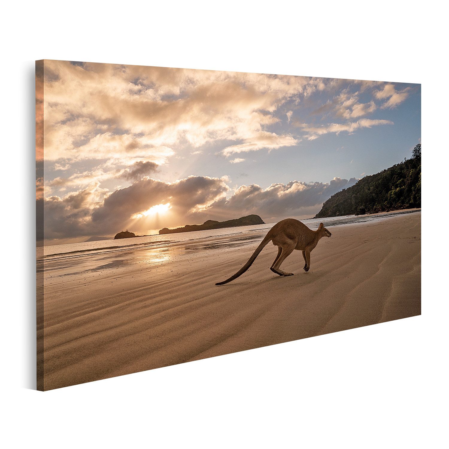 Leinwandbild Känguru Strand Sonnenaufgang Bilder