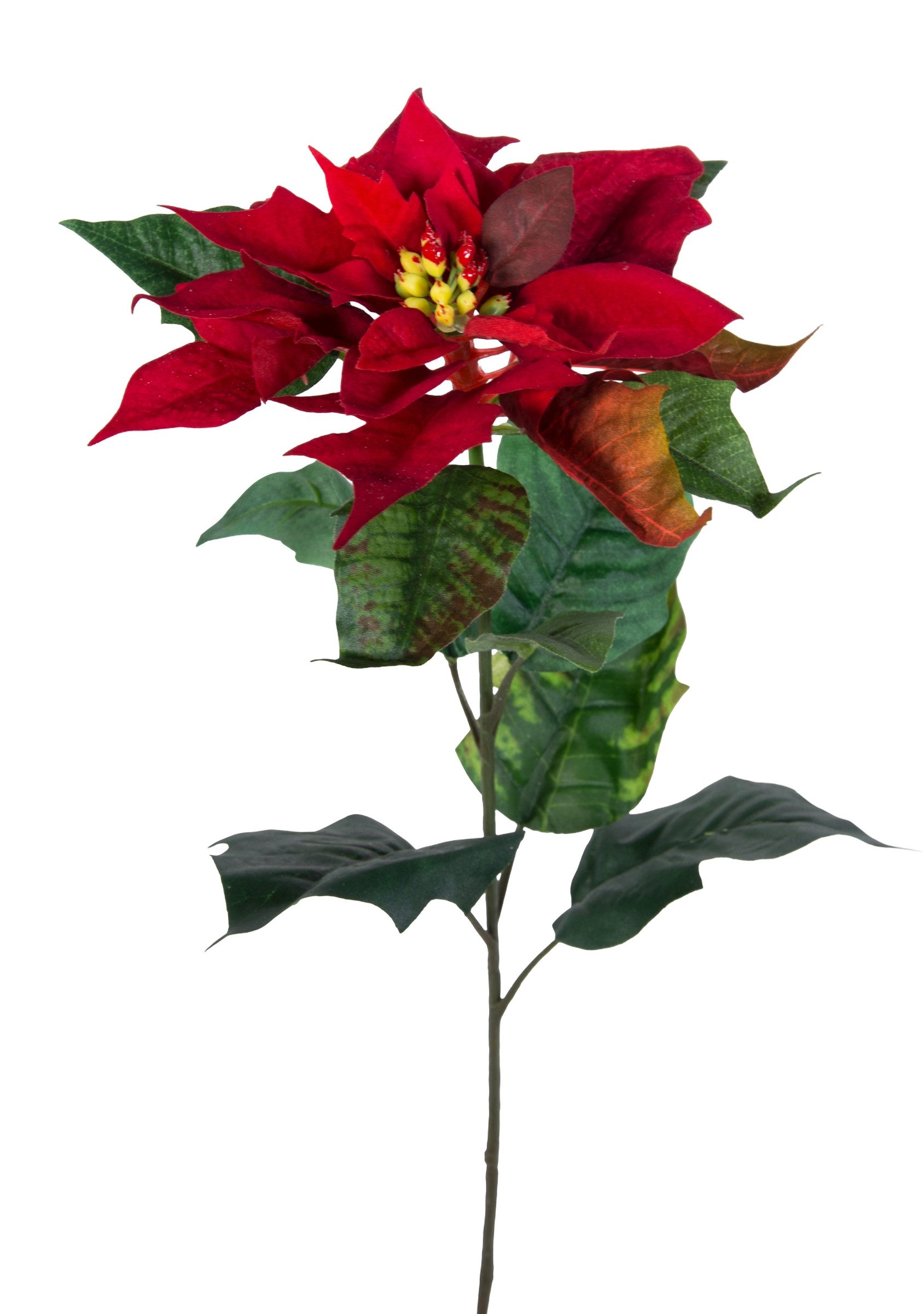 Kunstblume Weihnachtsstern Natura 72cm samt-rot PM günstig online kaufen