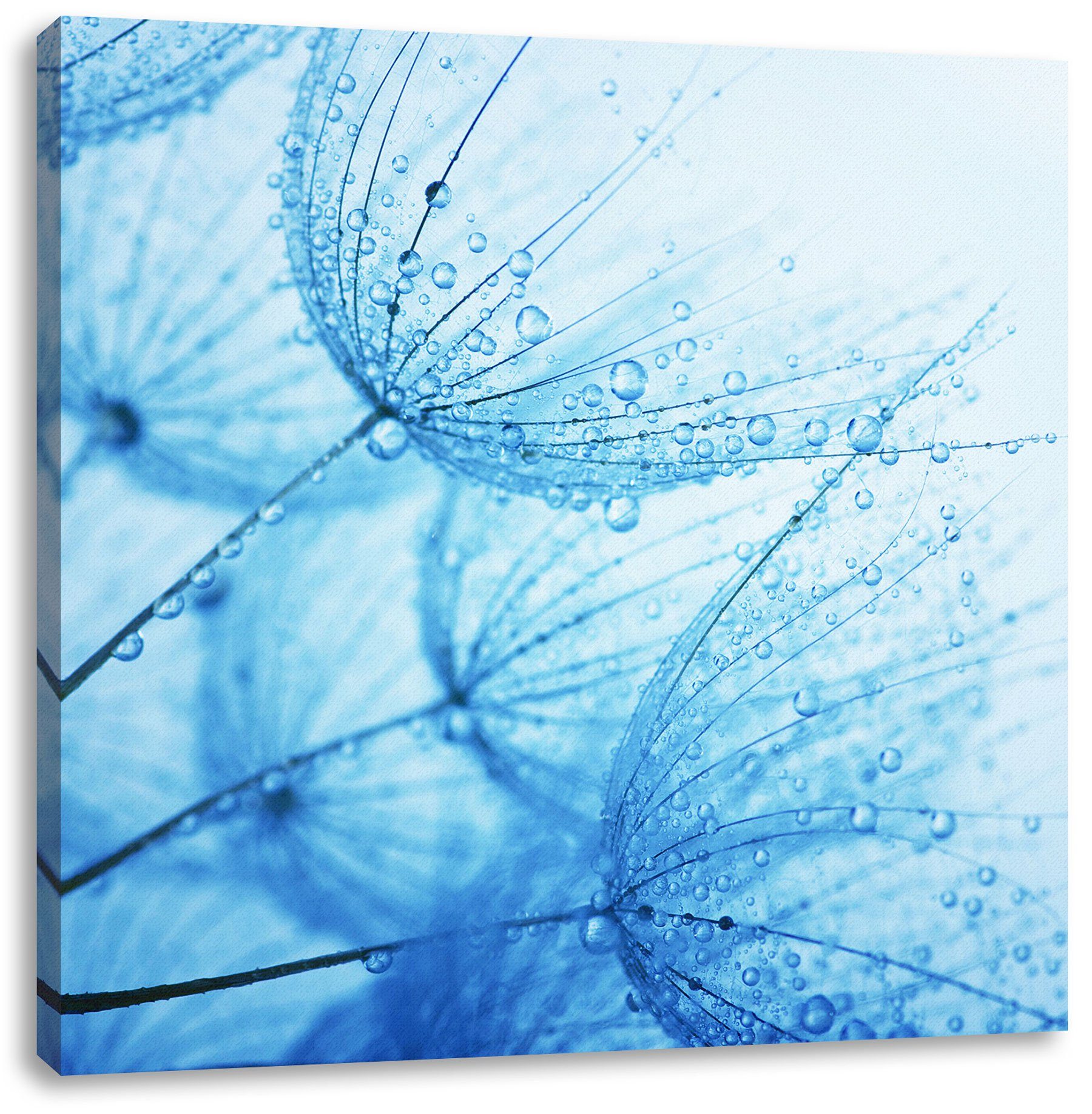 Pixxprint Leinwandbild Tropfen bedeckte Pusteblumen, Tropfen bedeckte Pusteblumen (1 St), Leinwandbild fertig bespannt, inkl. Zackenaufhänger | Leinwandbilder