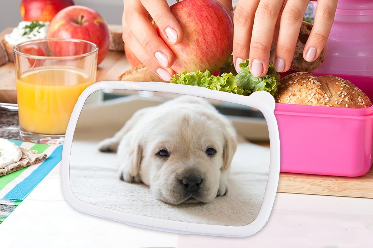 Mädchen, Brotbox Erwachsene, (2-tlg), Nahaufnahme Snackbox, Lunchbox Eine eines MuchoWow Kunststoff rosa Kinder, Kunststoff, Labrador-Welpen, müden für Brotdose