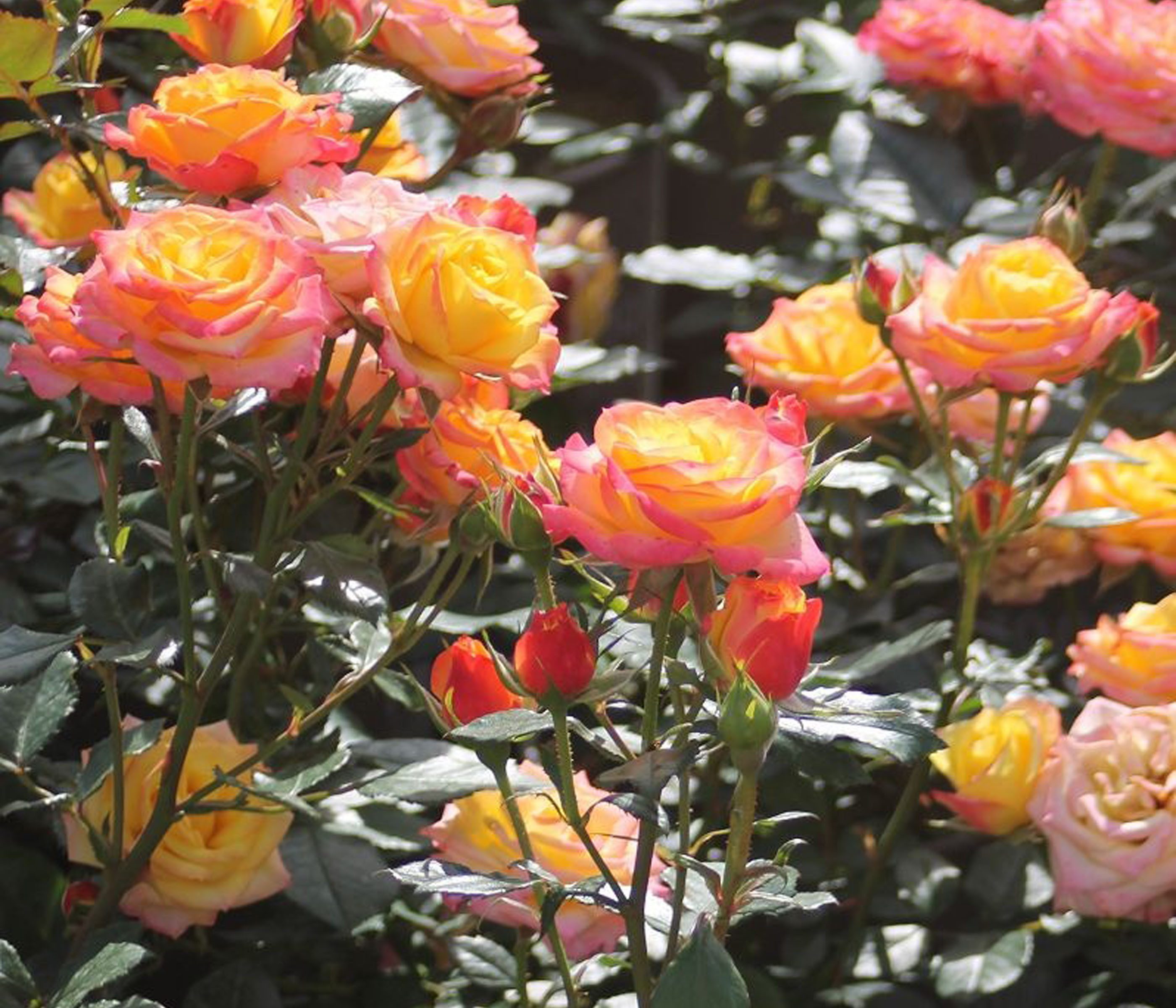 Dehner Rose Zwergrose Tropical Clementine®, zweifarbige Blüten, gefüllt und duftend, strauchförmiger Wuchs, Züchter Tantau