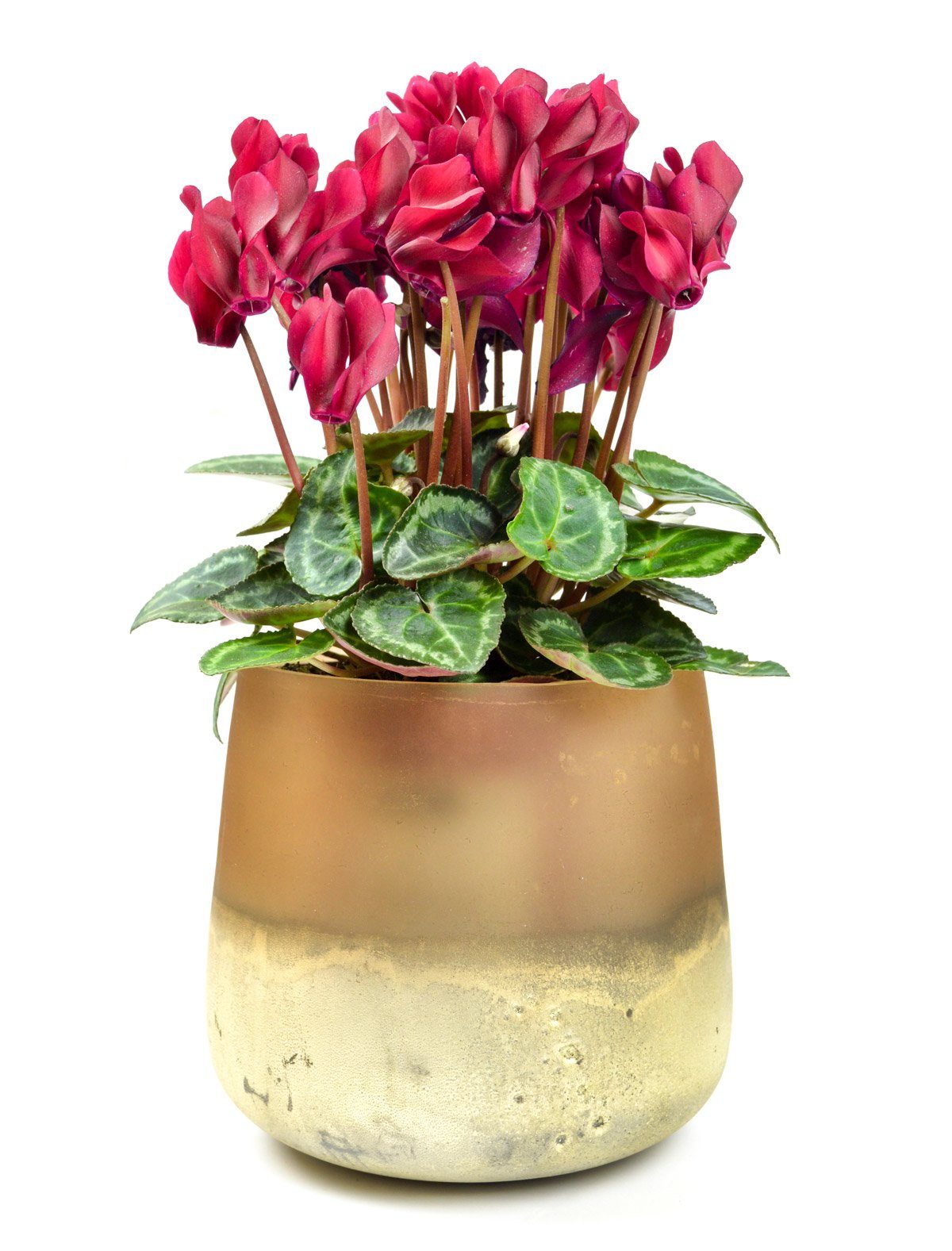 Sendez Blumentopf Blumenvase Barbara Tischvase Glasvase Dekovase Vase Pflanztopf