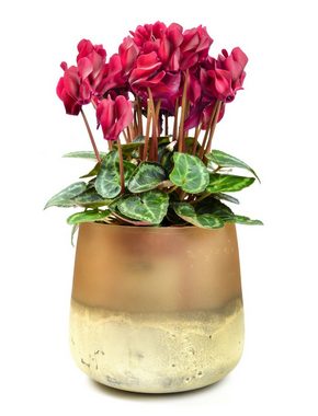 Sendez Blumentopf Blumenvase Barbara Tischvase Glasvase Dekovase Vase Blumentopf Pflanztopf