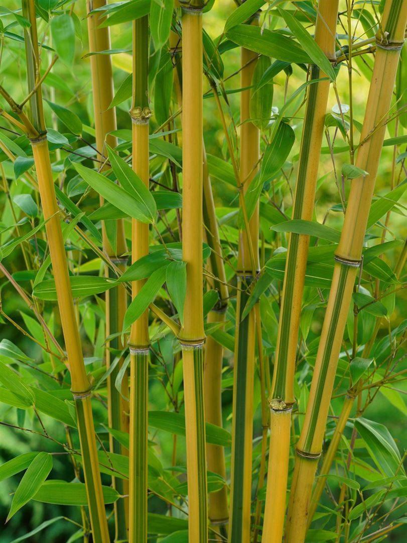 Pflanzen für Dich Gräser Phyllostachys aureos. spectabilis, 1 St., Gelber Fargesia-Bambus, Goldrohrbambus, gelbgrün, winterhart