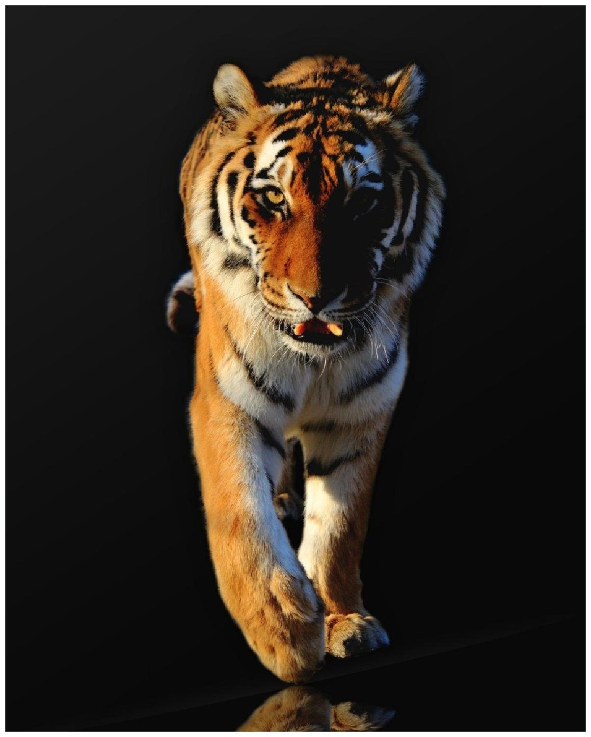 Wallario Poster, Laufender Tiger, in verschiedenen Ausführungen