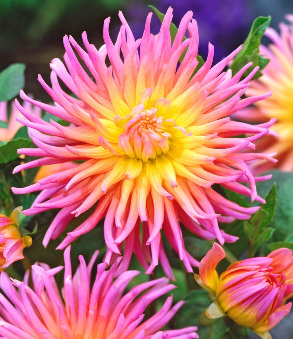 BALDUR Garten Blumenzwiebeln Dahlie 'Alfred Grille', Lachsfarbene Kaktusdahlie, mehrjährig, pflegeleicht