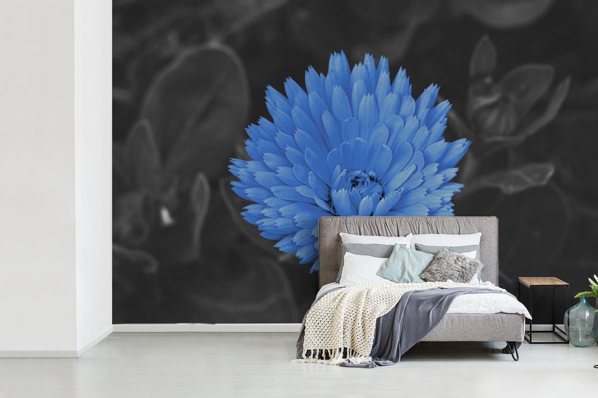 MuchoWow Fototapete Blumen - St), - Blau, bedruckt, Wallpaper Matt, Kinderzimmer, Vinyl Wohnzimmer, Schwarz Tapete - (6 für Weiß Schlafzimmer