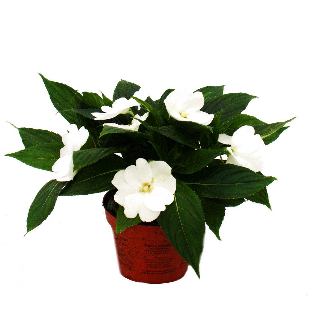 Exotenherz Beetpflanze Edel-Lieschen Impatiens Neu-Guinea ver. Farben 3er Set im 12cm Topf