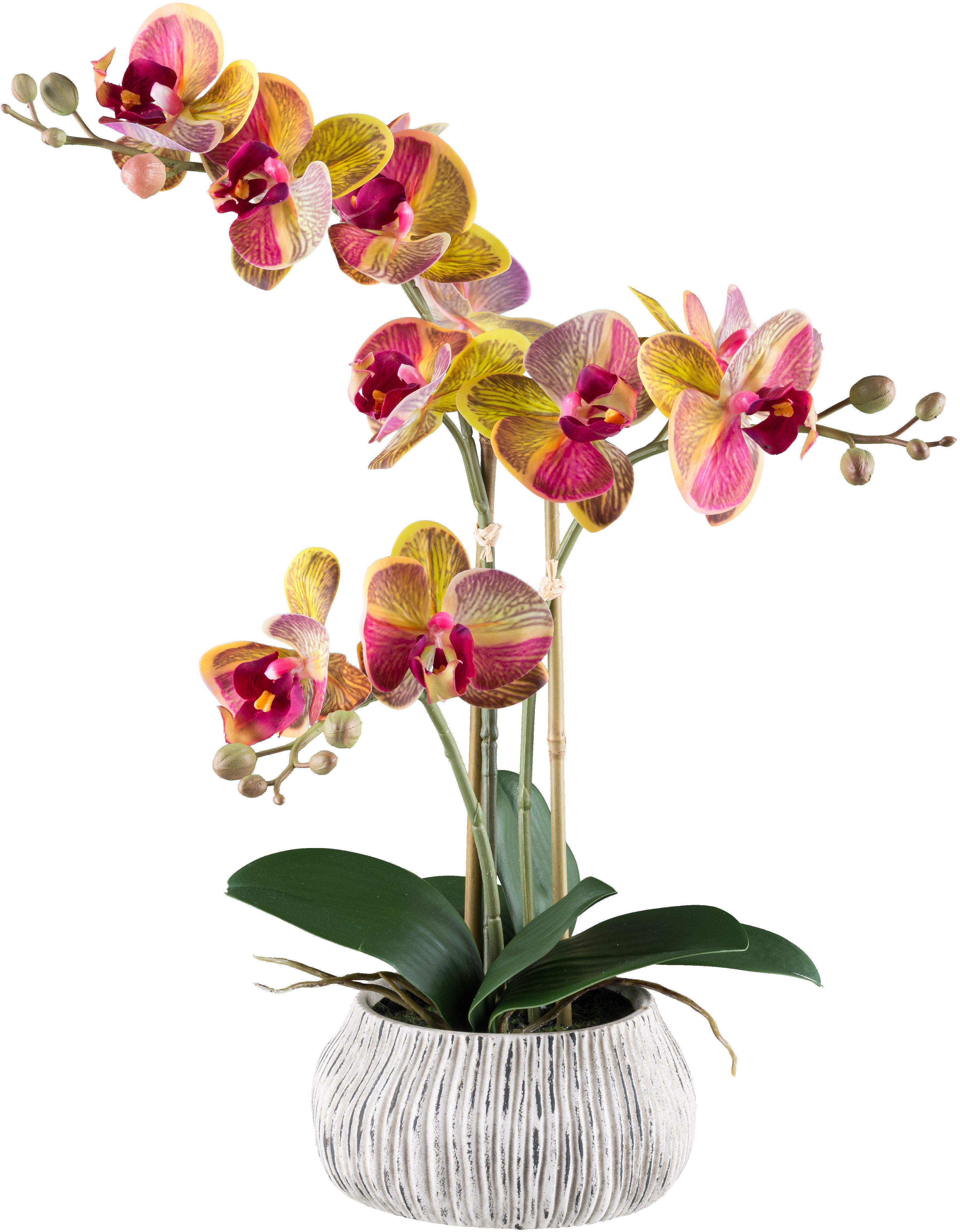 Kunstorchidee Orchidee Phalaenopsis, Creativ green, Höhe günstig online kaufen