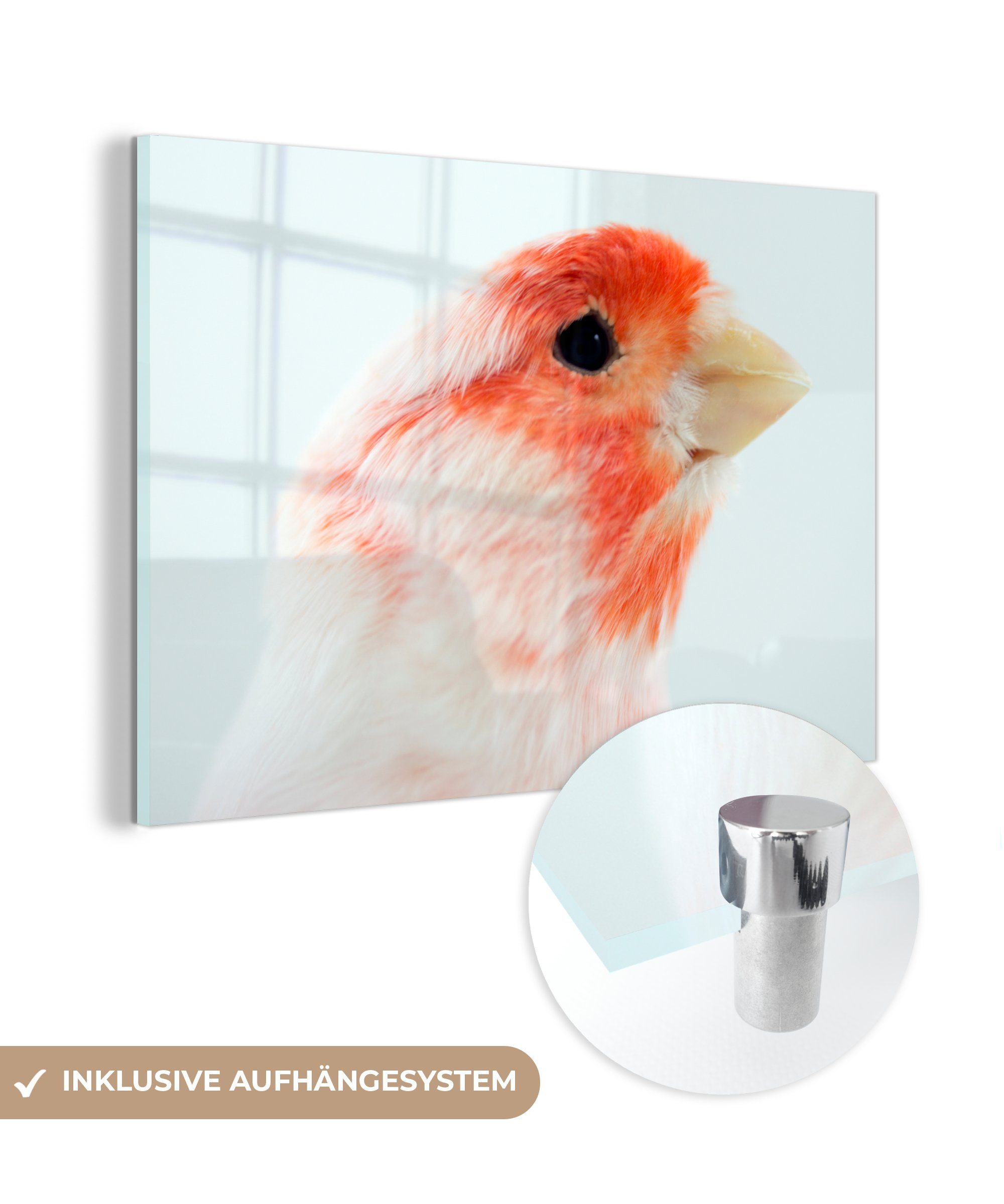 MuchoWow Acrylglasbild Roter und weißer Kanarienvogel, (1 St), Acrylglasbilder Wohnzimmer & Schlafzimmer