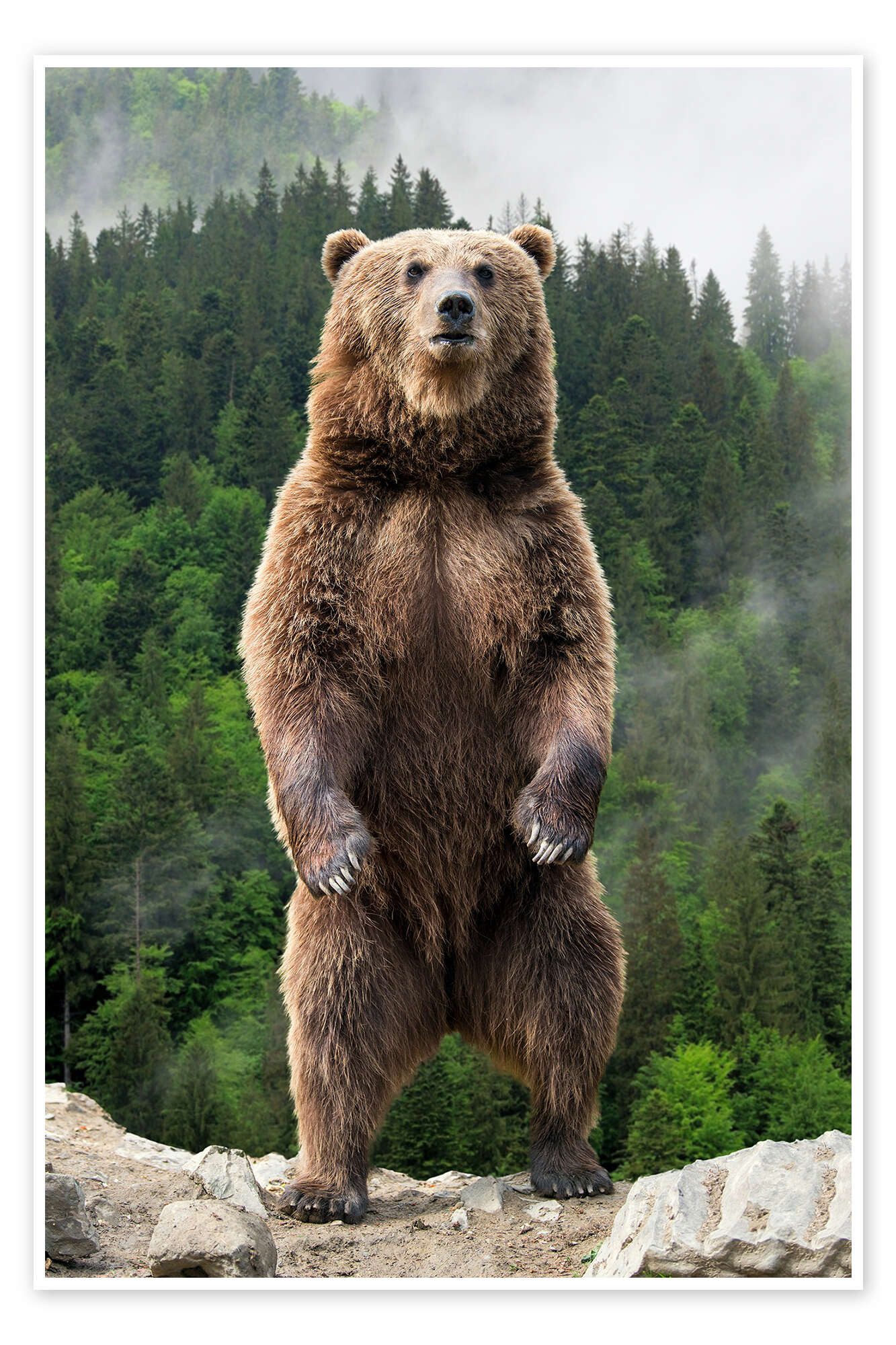 Posterlounge Wandbild Großer Braunbär, Editors Choice, erhältlich als Poster, Leinwandbild, Wandsticker oder Acrylglasbild